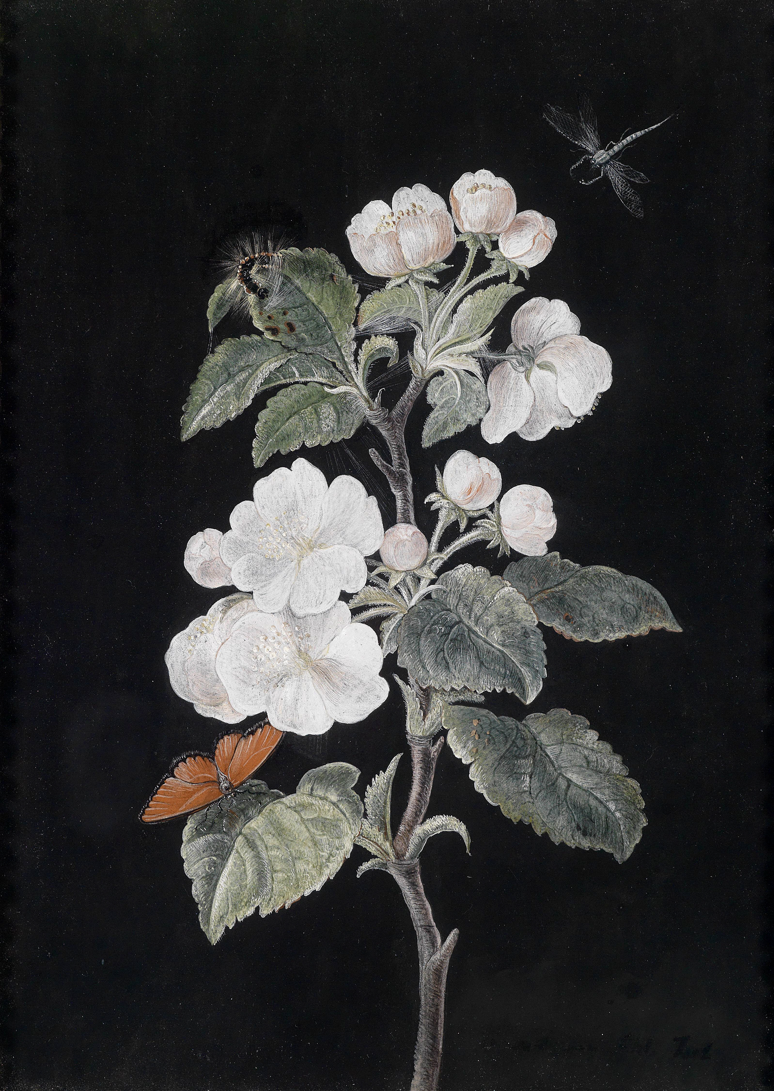 Margaretha Barbara Dietzsch Apfelblüten