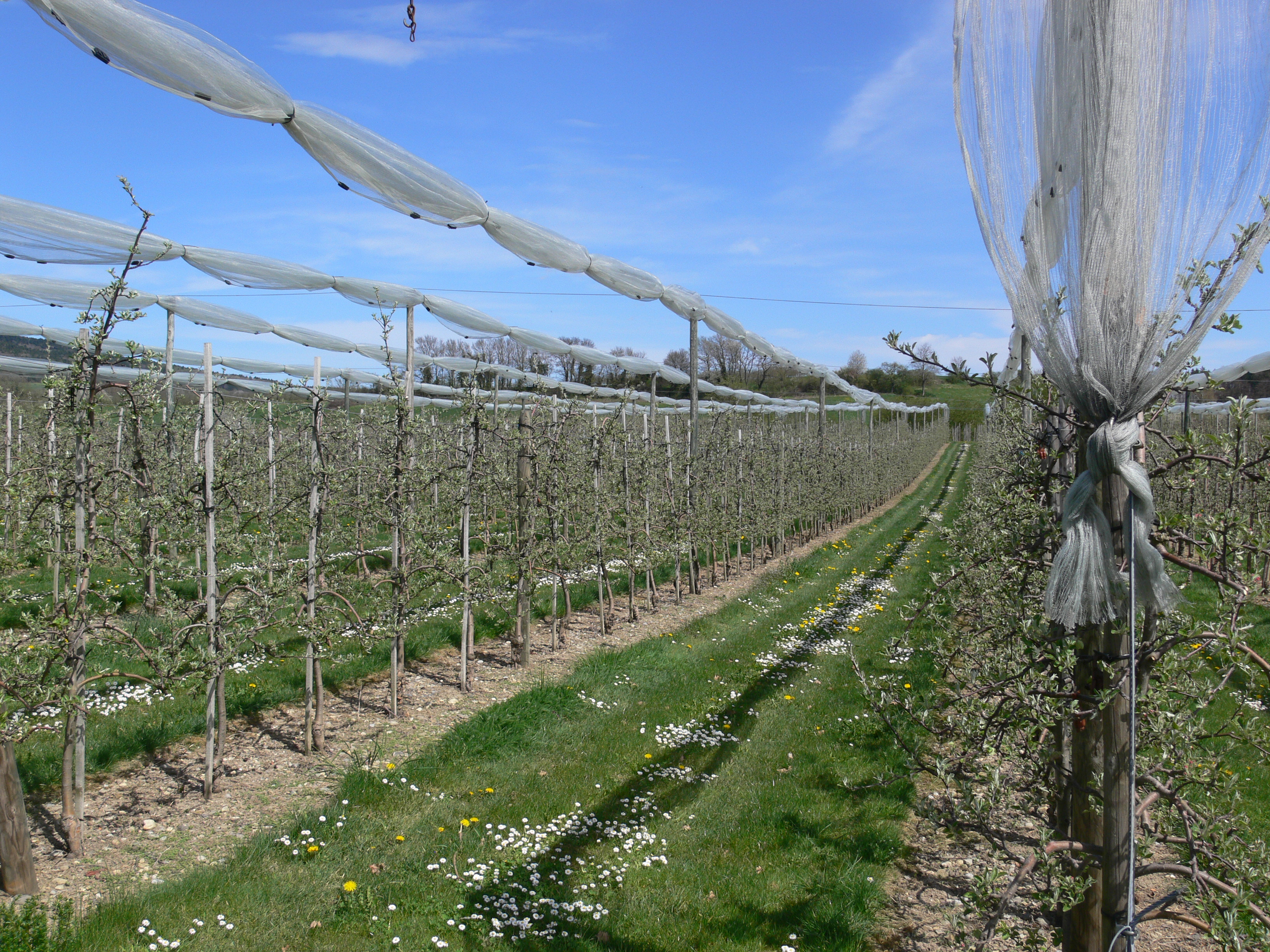 Markdorf Bergheim Obstbau