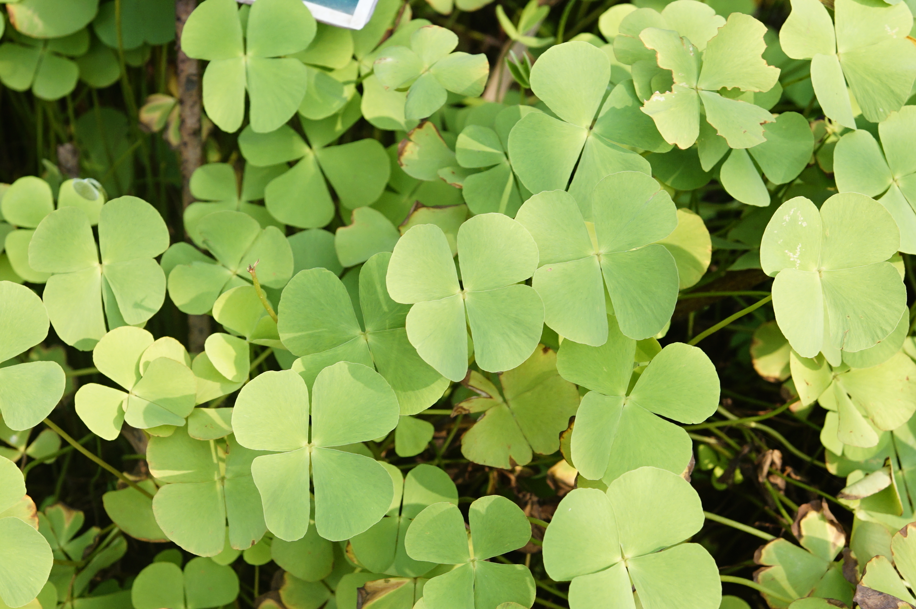Marsilea minuta 9090