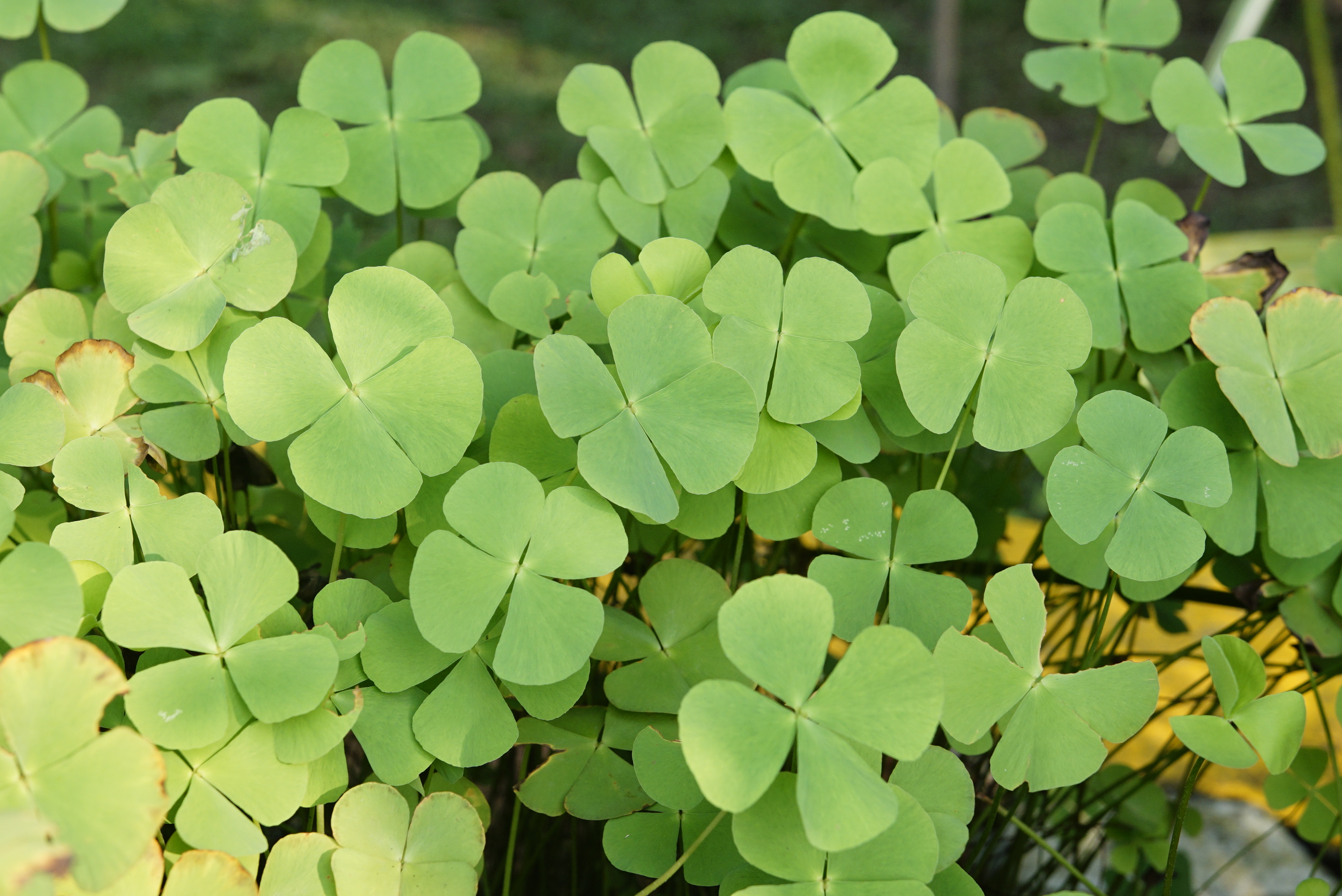 Marsilea minuta 9096