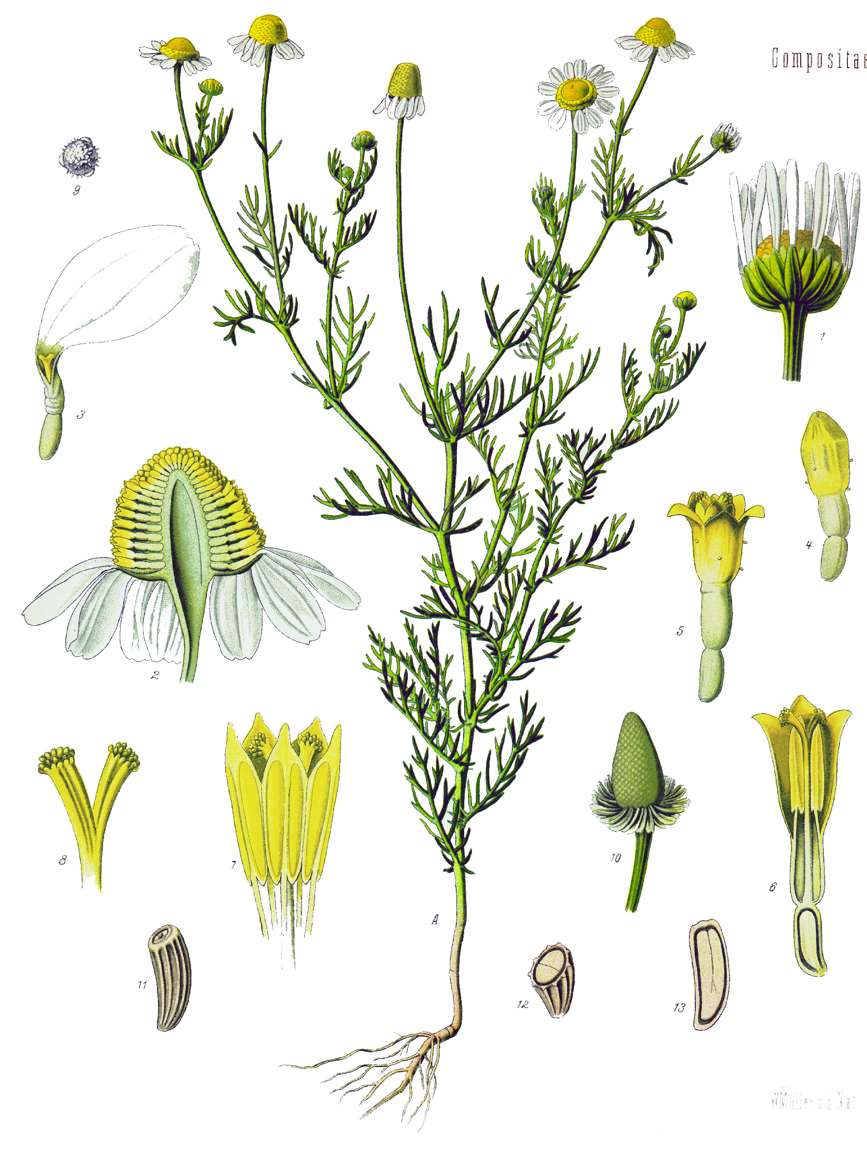 Matricaria recutita koe