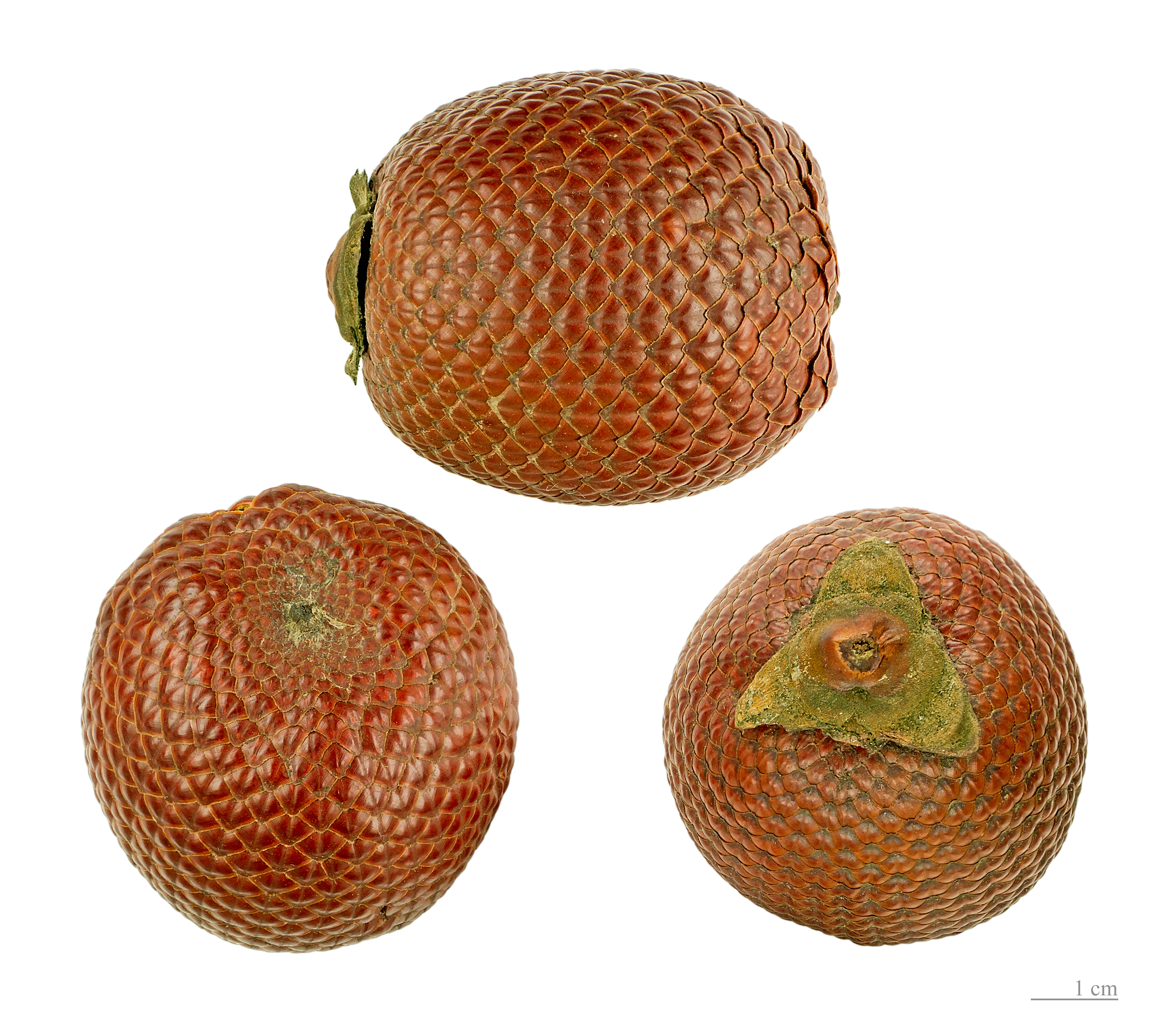 Mauritia flexuosa MHNT.BOT.2005.0.974