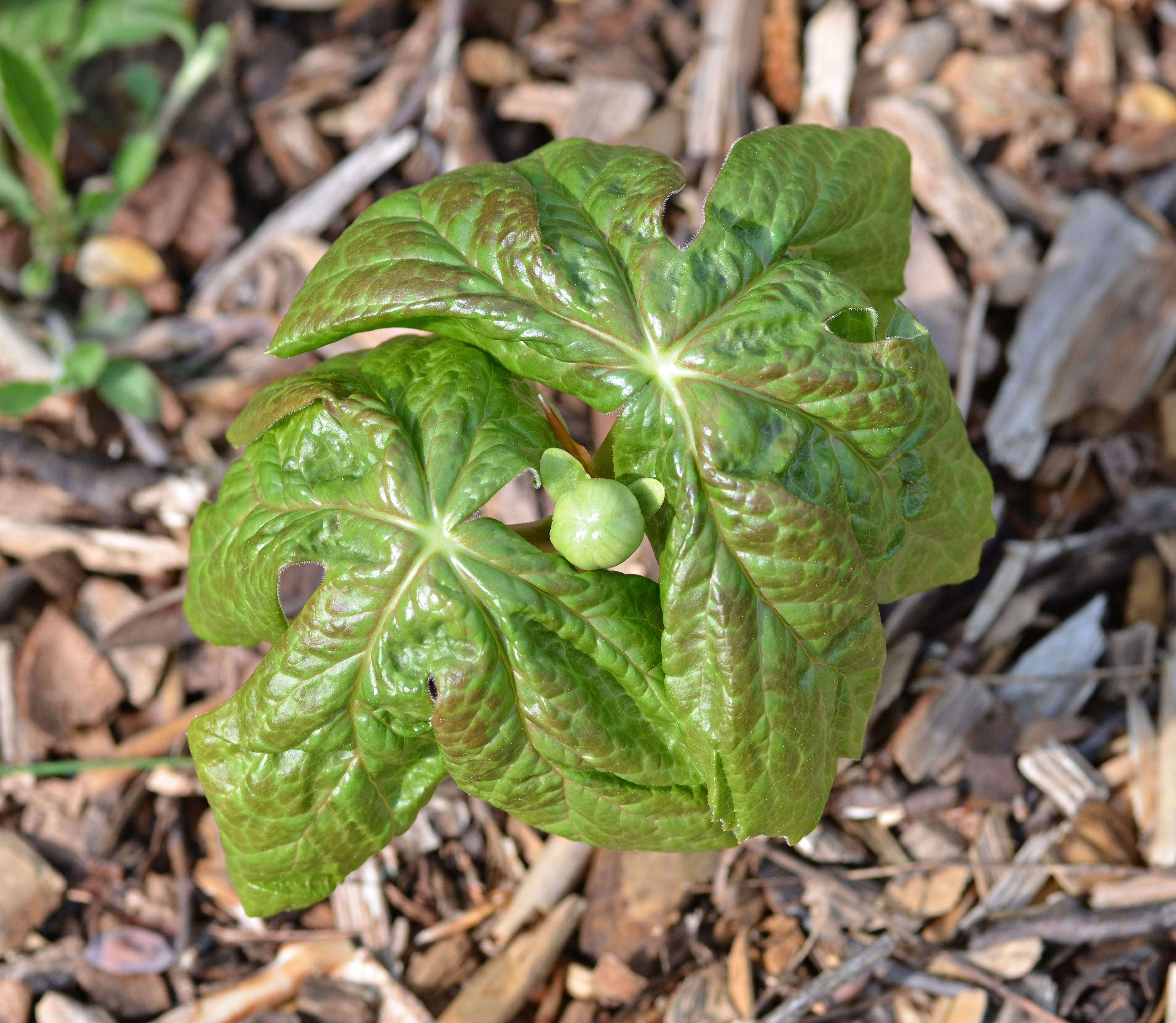 Mayapple Podophyllum peltatum Top