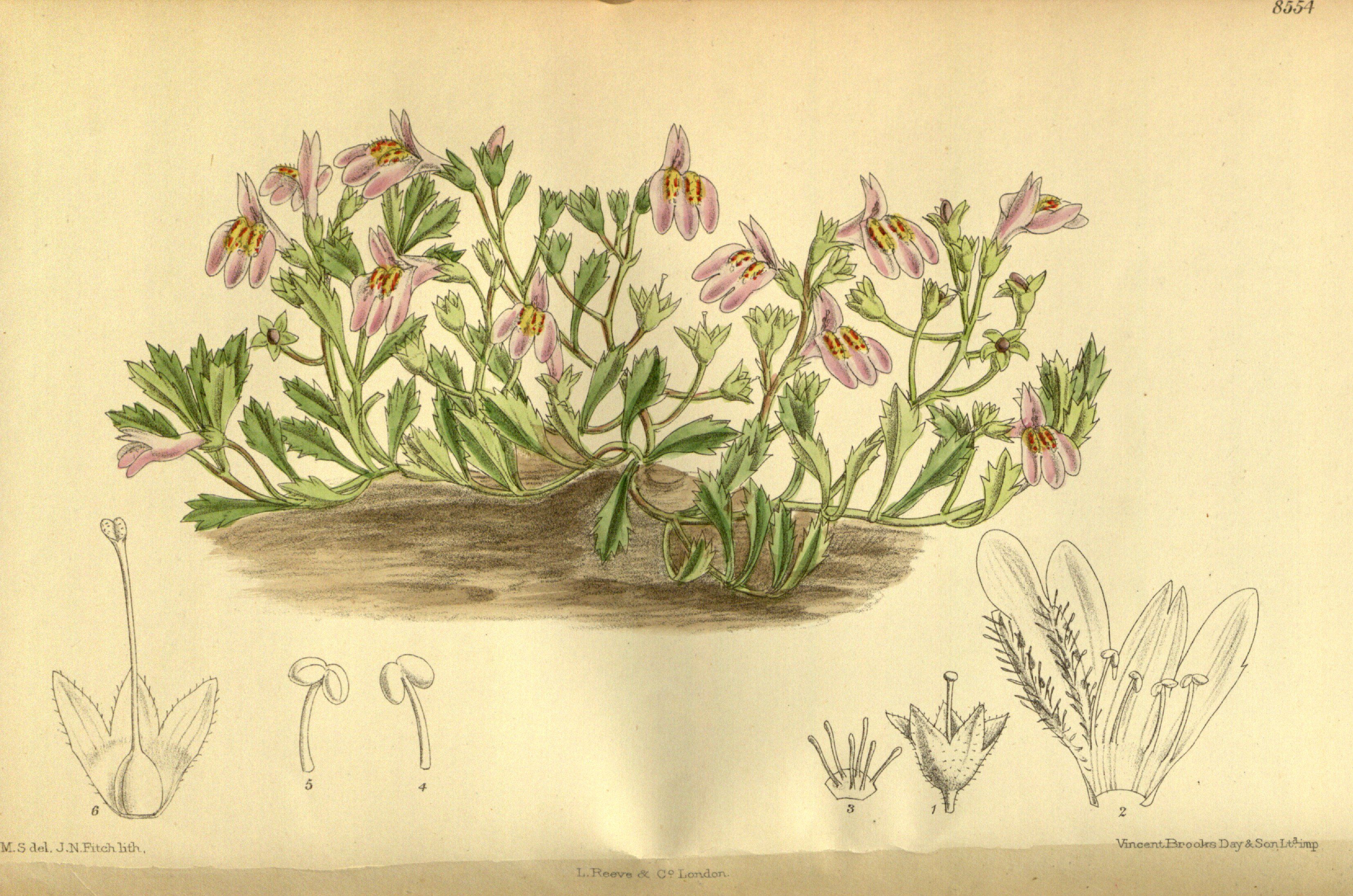 Mazus reptans 140-8554