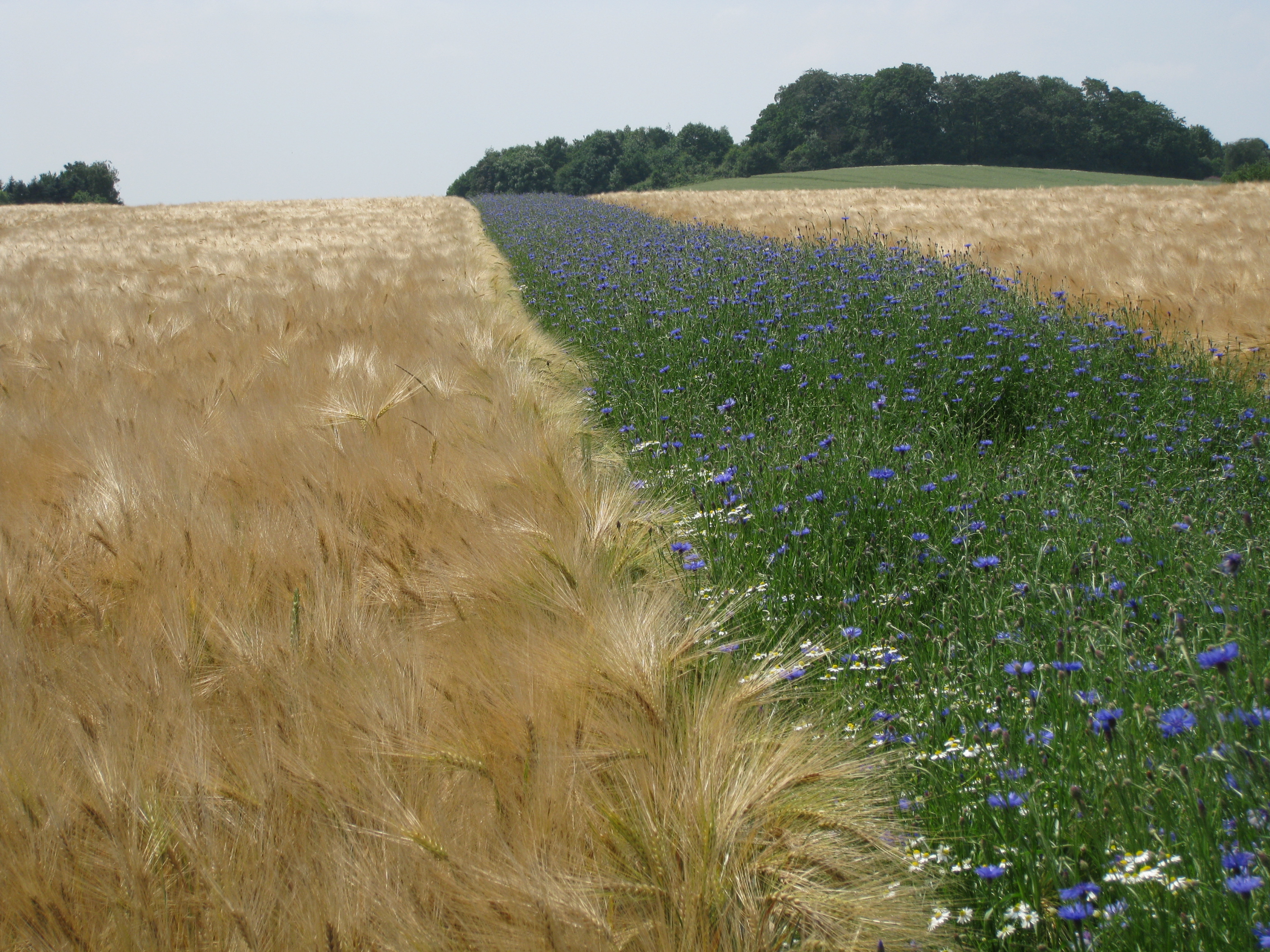 Mechtenberg2009