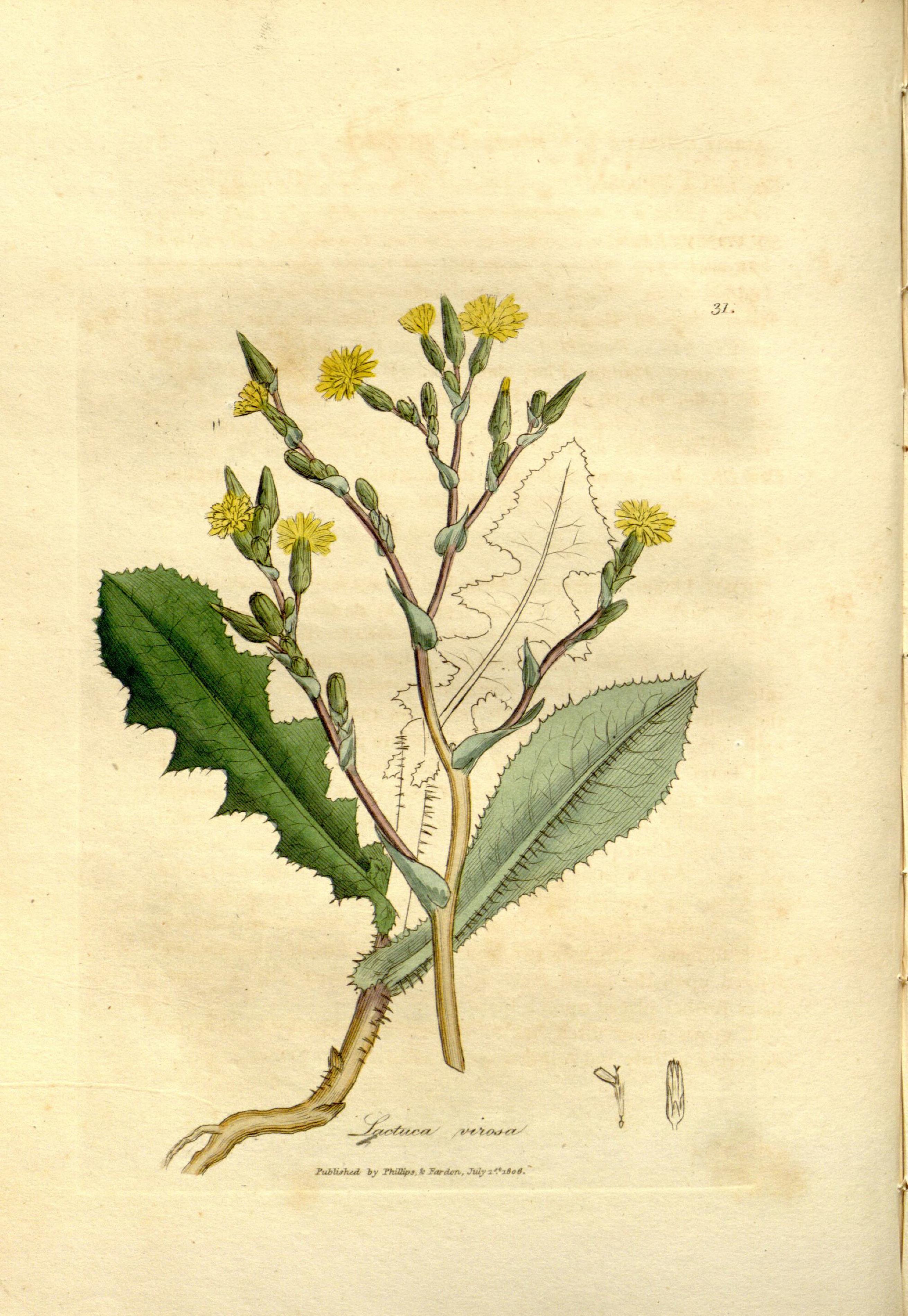 Medical botany (Plate 31) BHL9177970