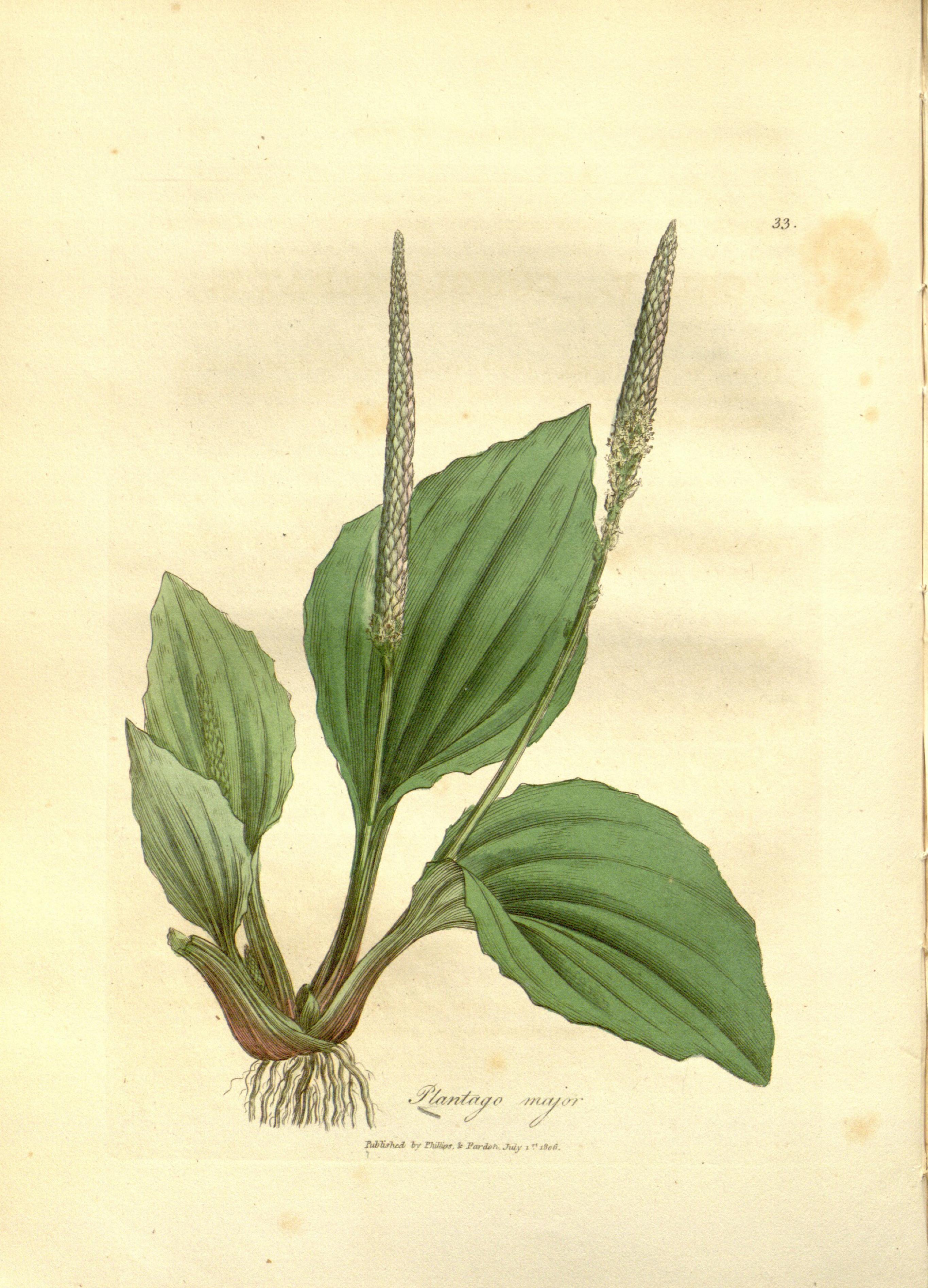 Medical botany (Plate 33) BHL9177978
