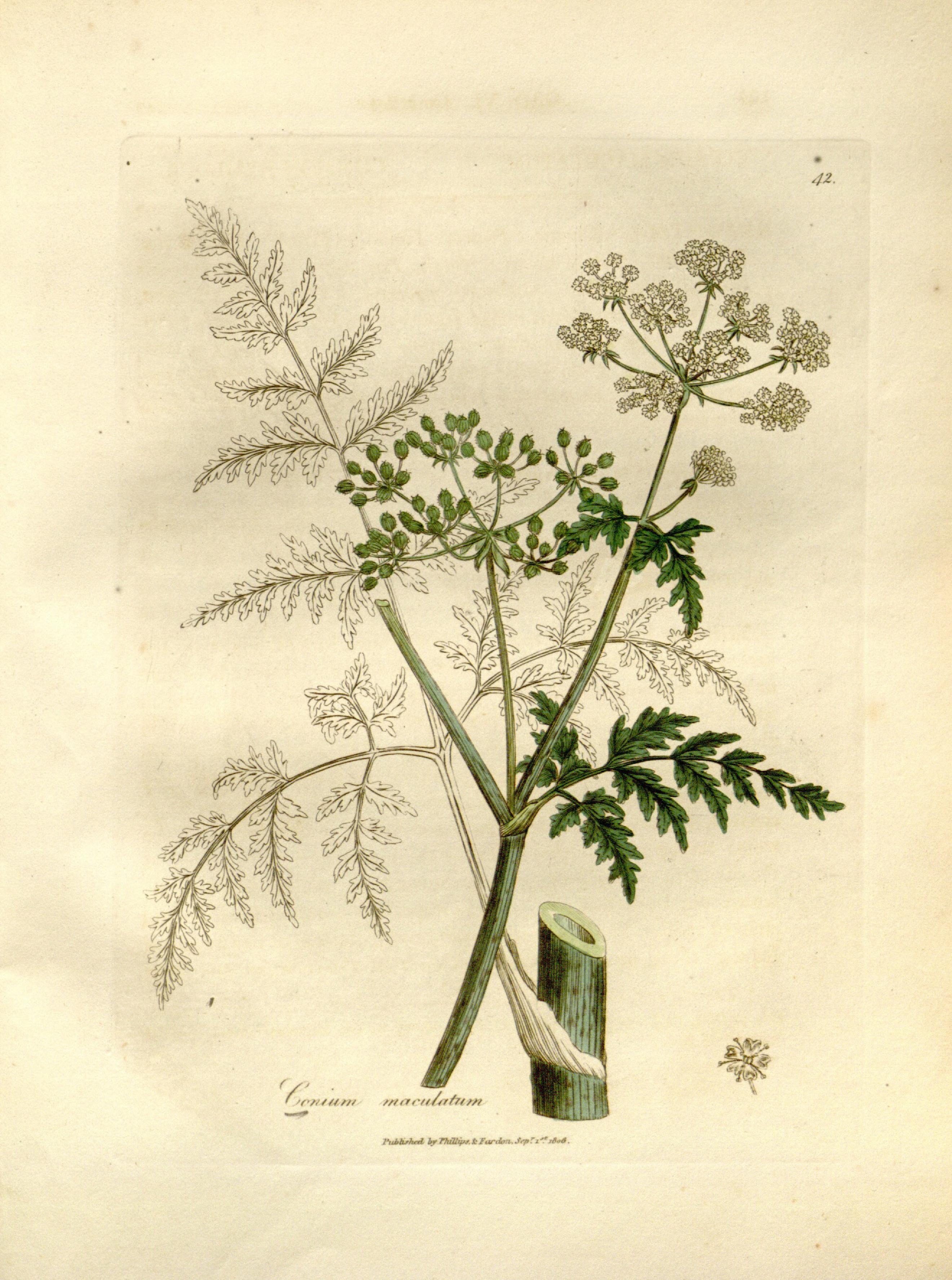 Medical botany (Plate 42) BHL9178011