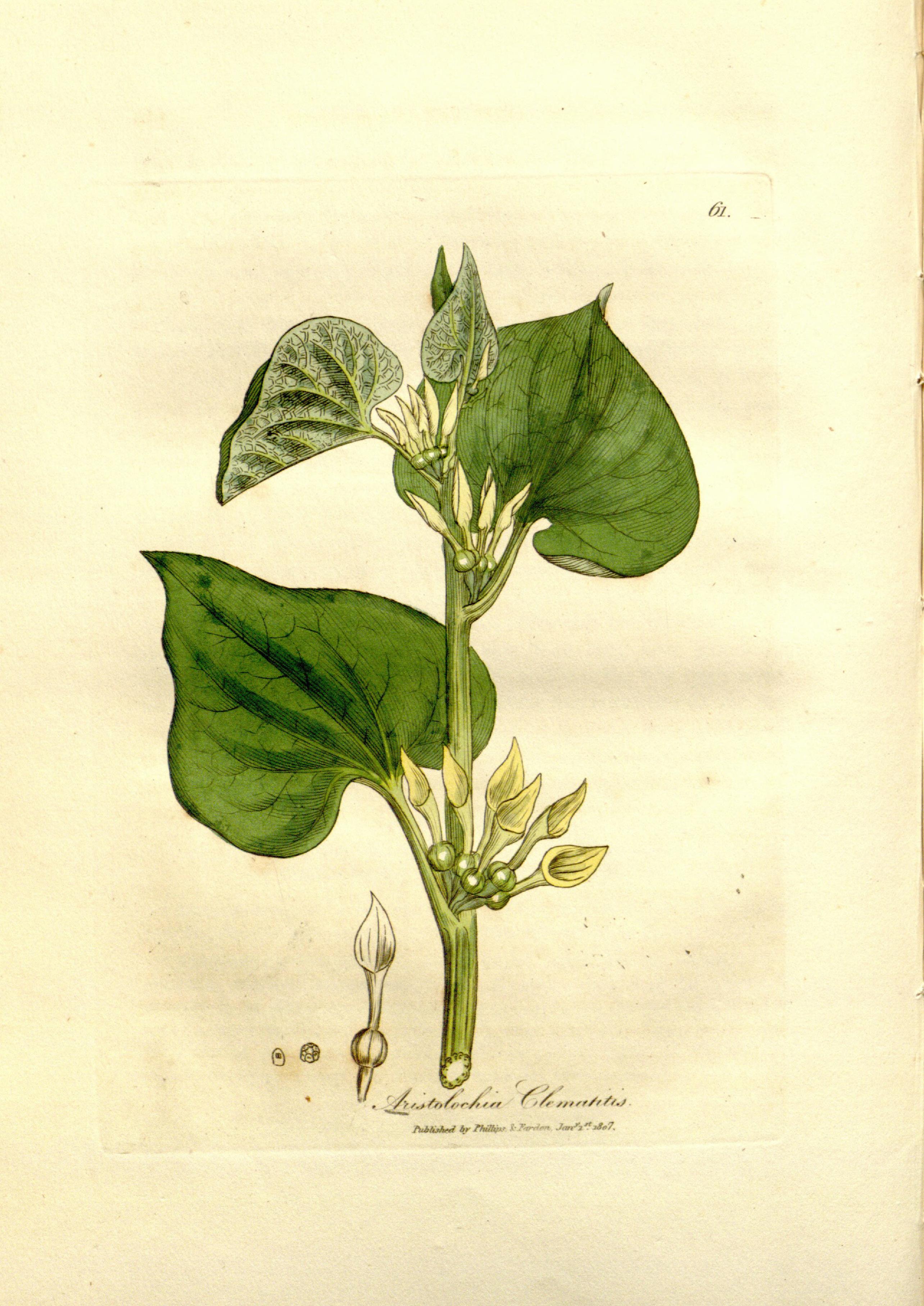 Medical botany (Plate 61) BHL9178084