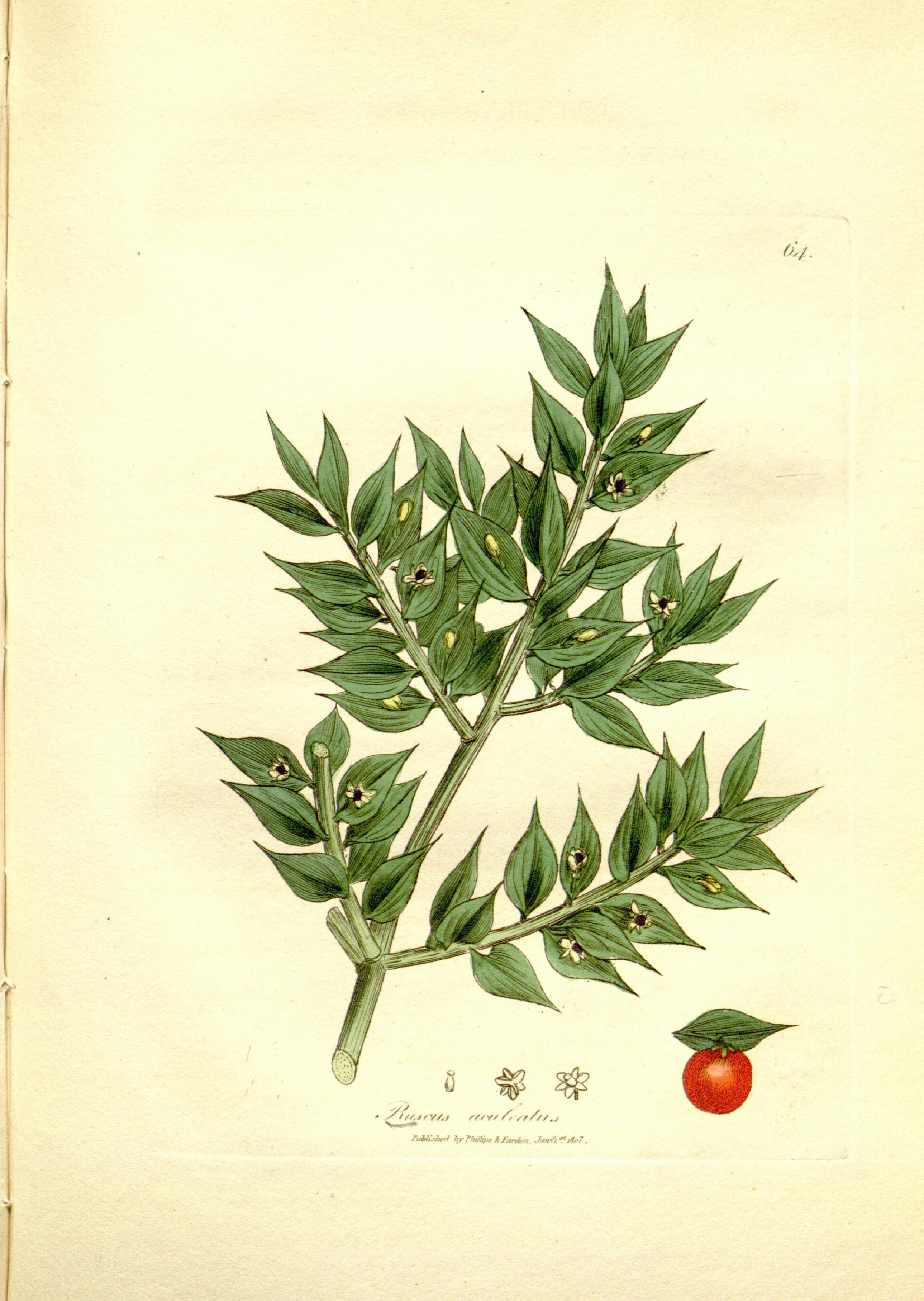 Medical botany (Plate 64) BHL9178095