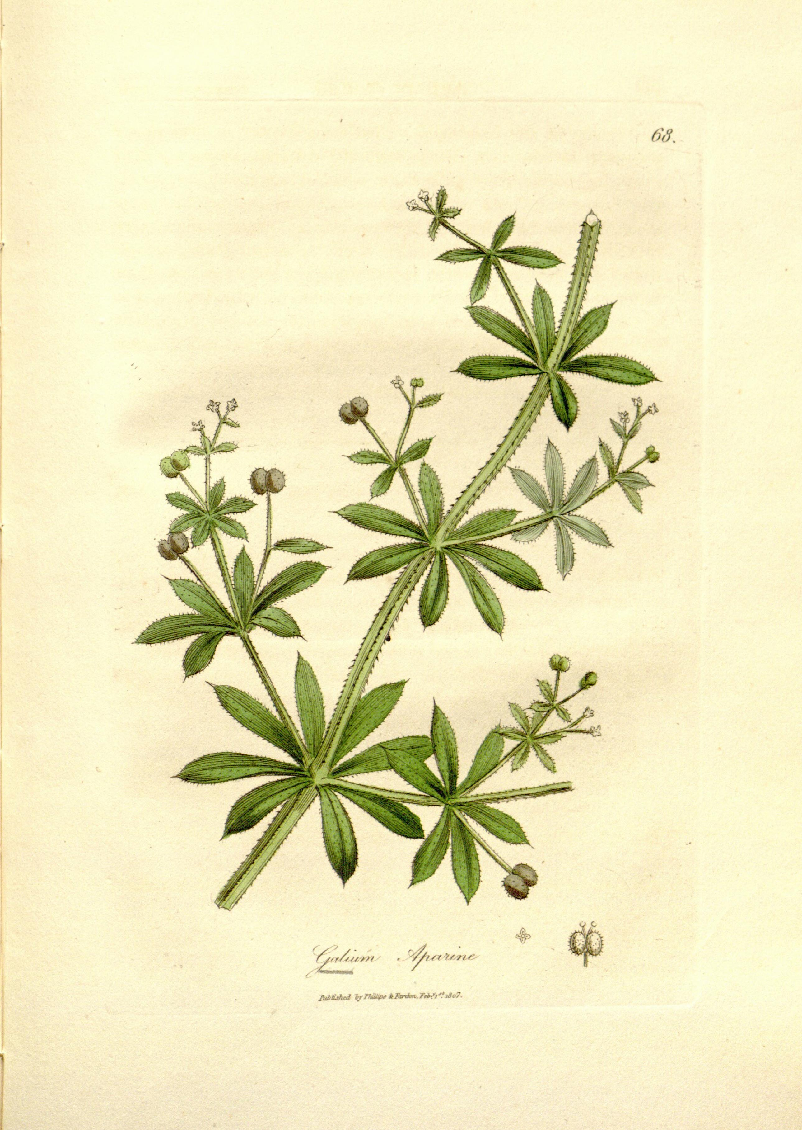 Medical botany (Plate 68) BHL9178109