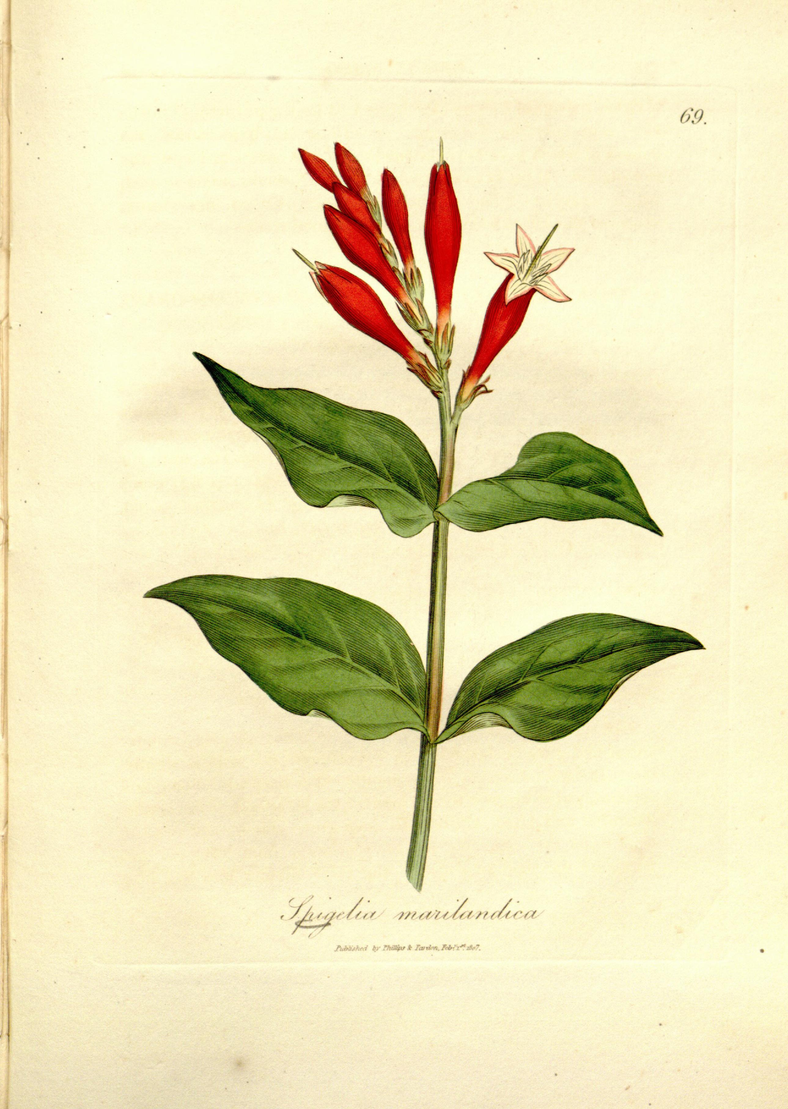 Medical botany (Plate 69) BHL9178112