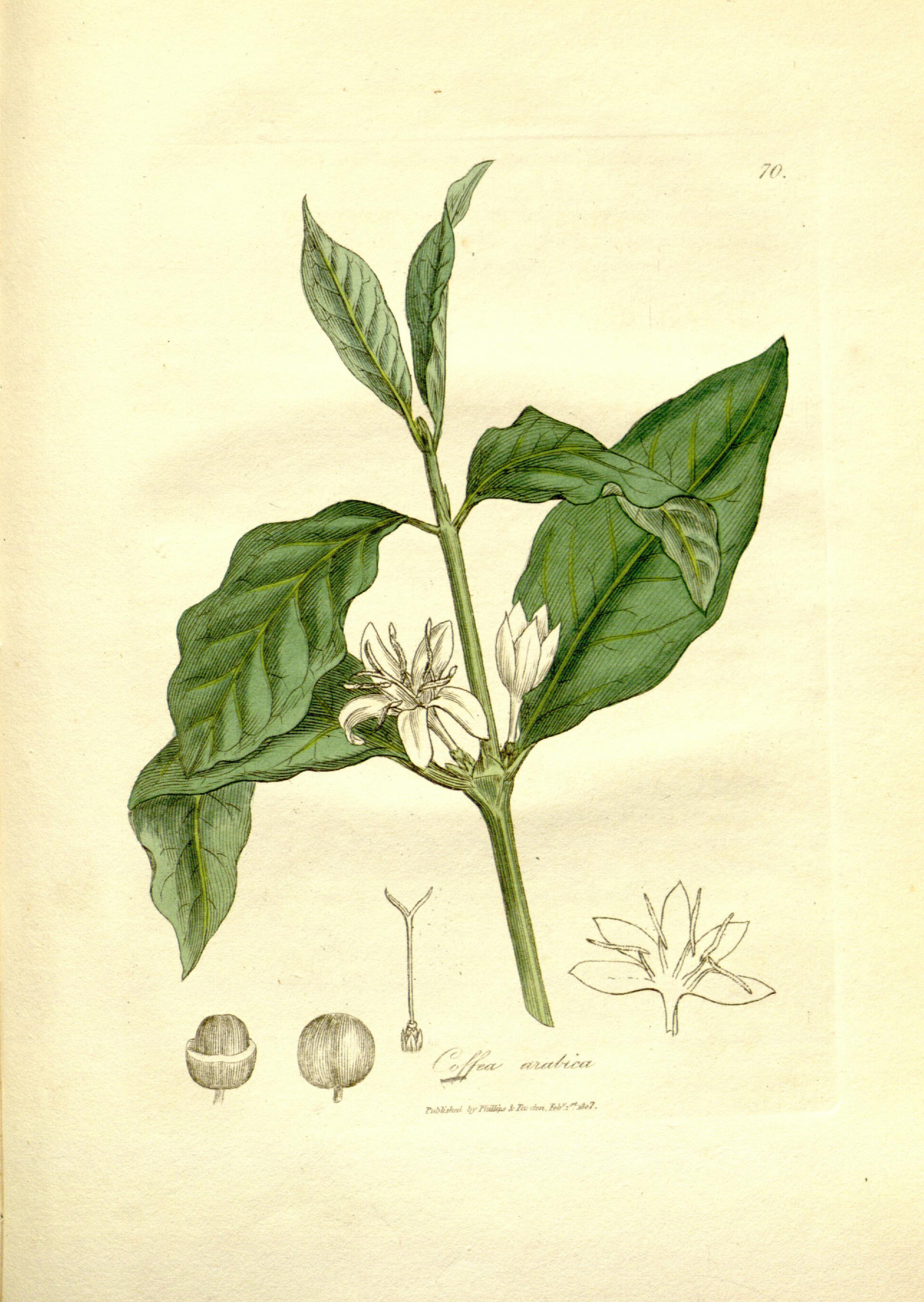 Medical botany (Plate 70) BHL9178117