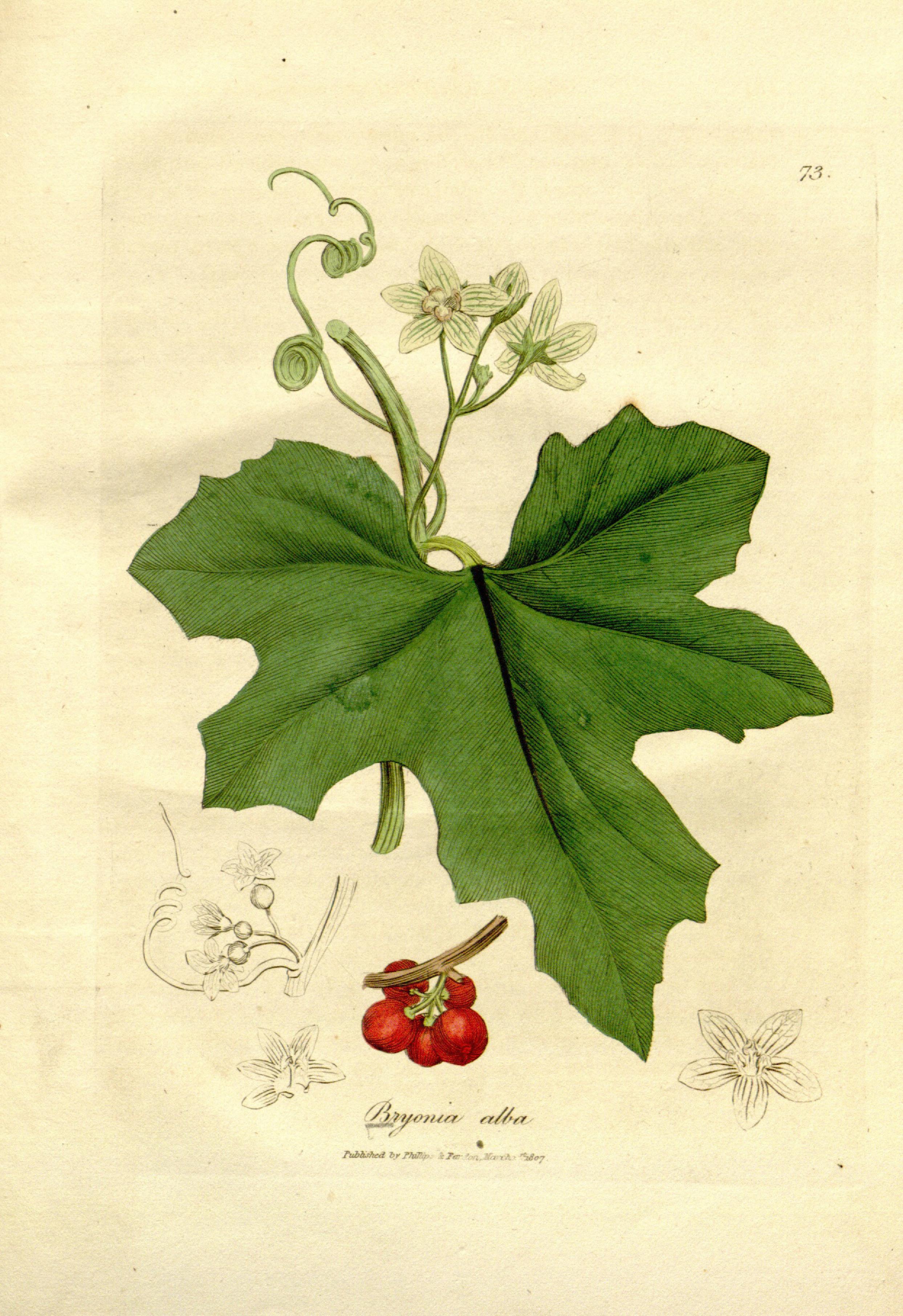 Medical botany (Plate 73) BHL9178132