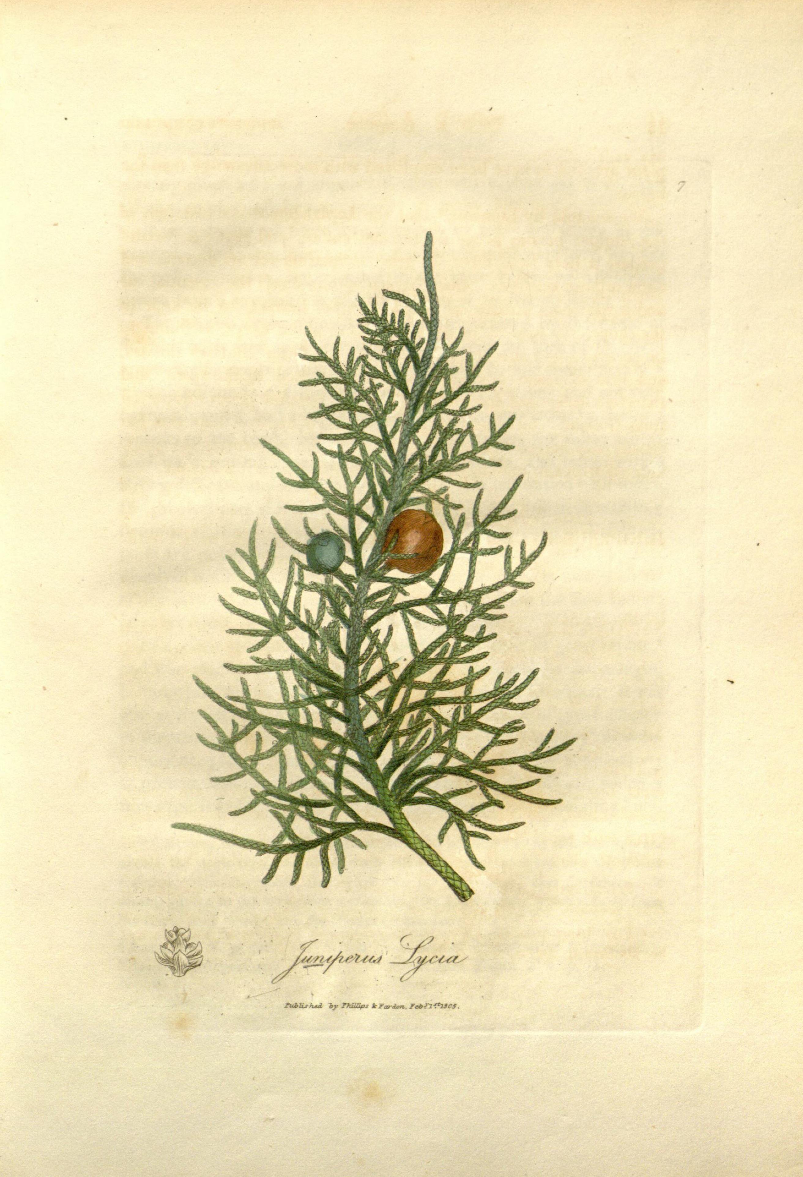Medical botany (Plate 7) BHL9177888