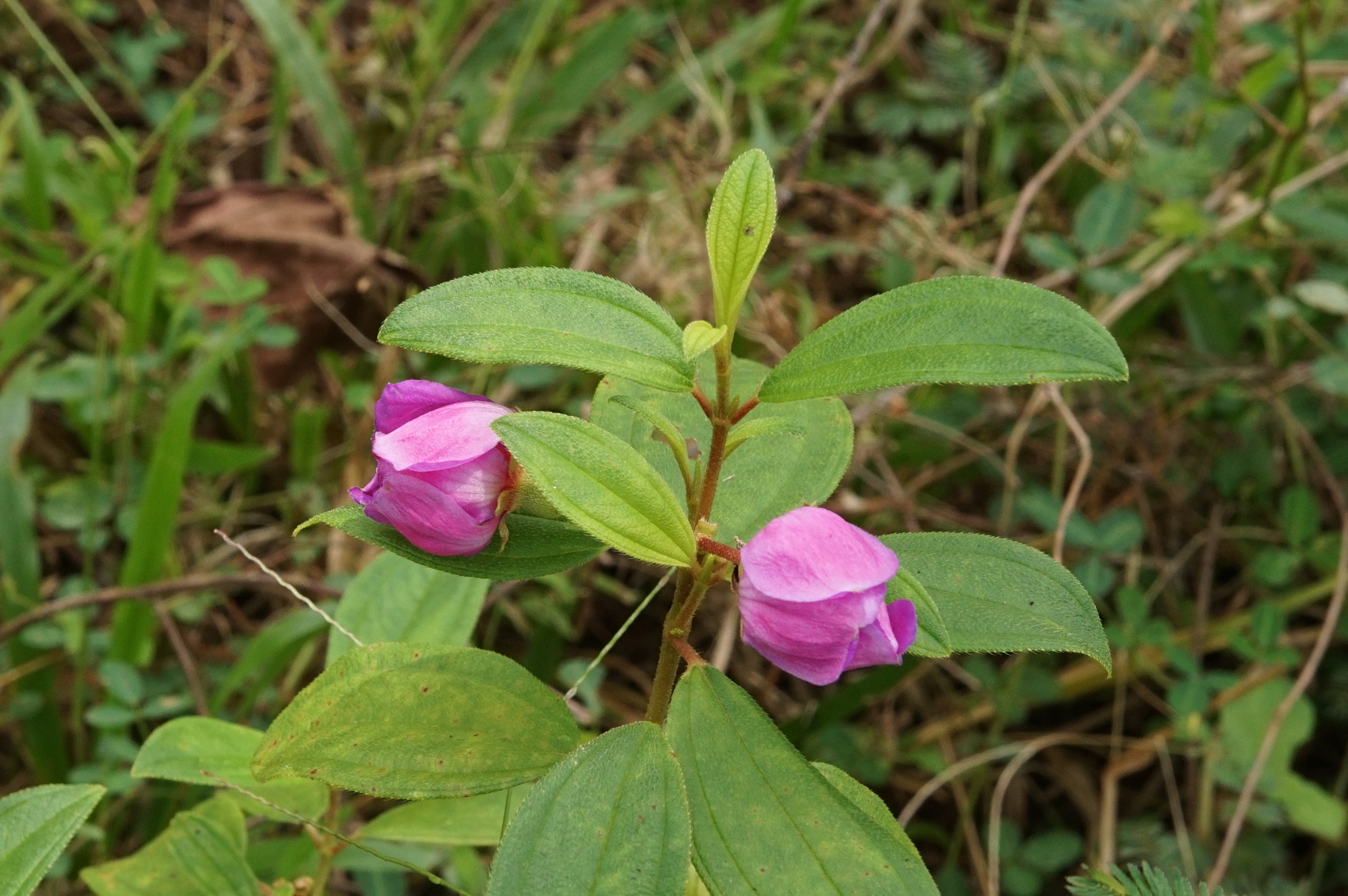 Melastoma malabathricum 05571