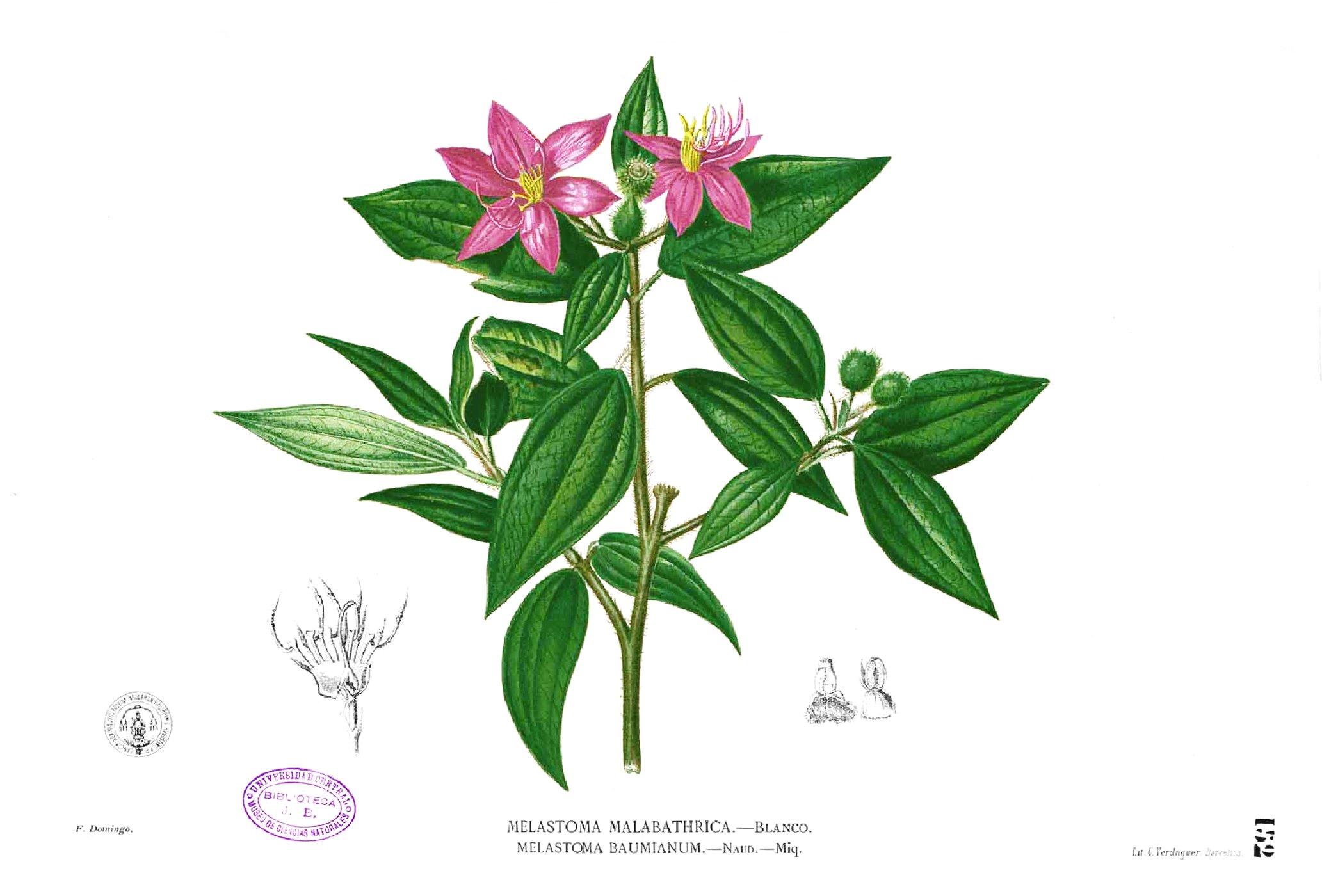 Melastoma sp Blanco1.152