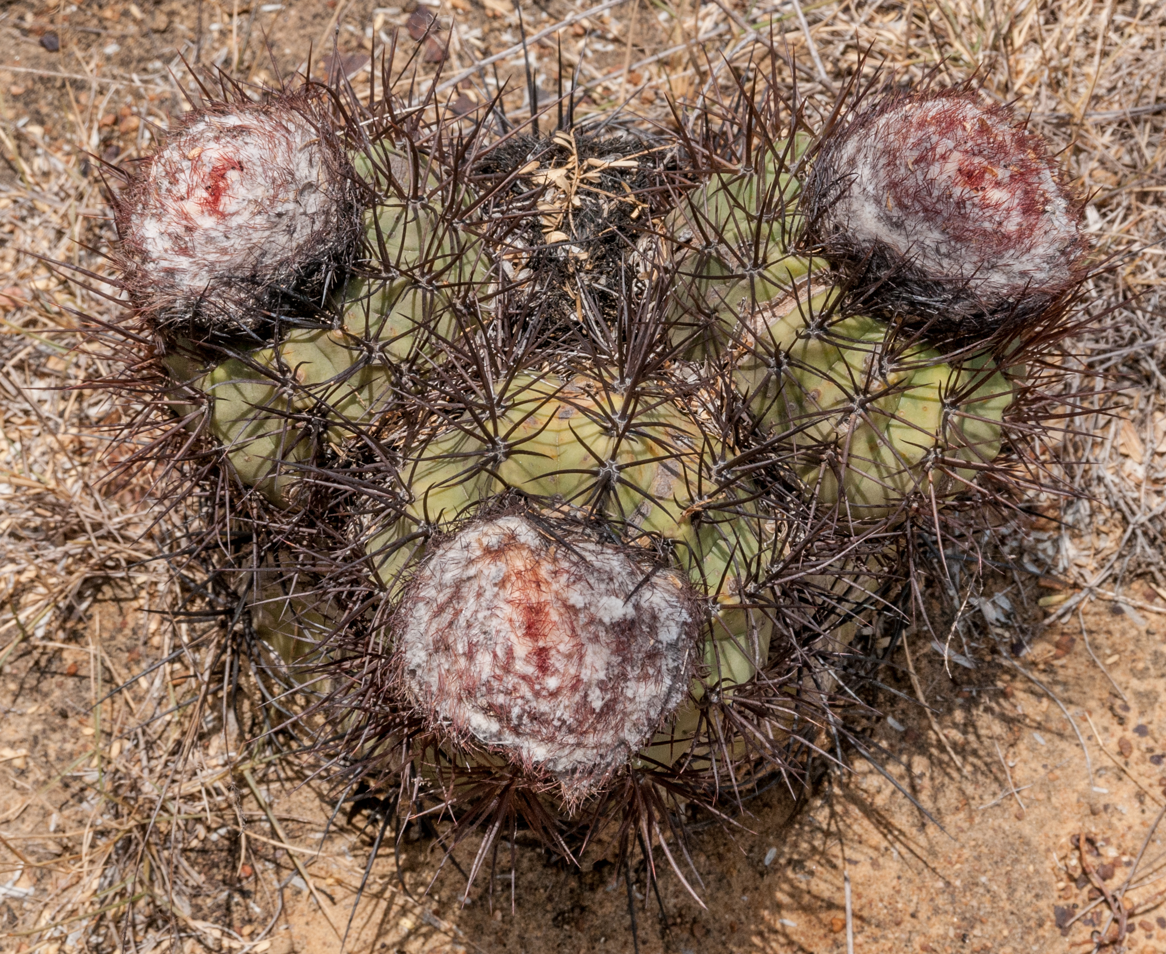 Melocactus in Margarita Island