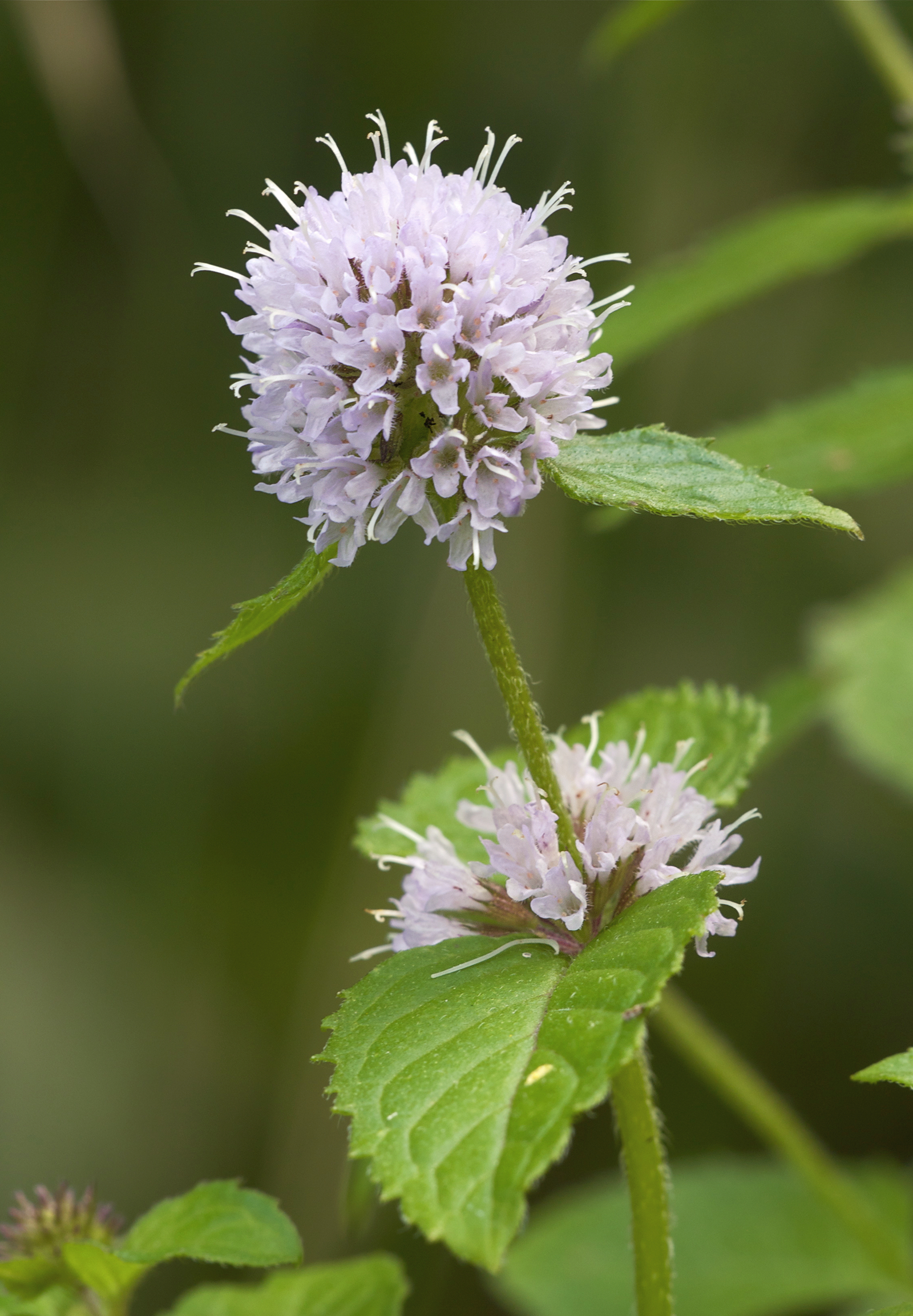 Mentha aquatica LC0169