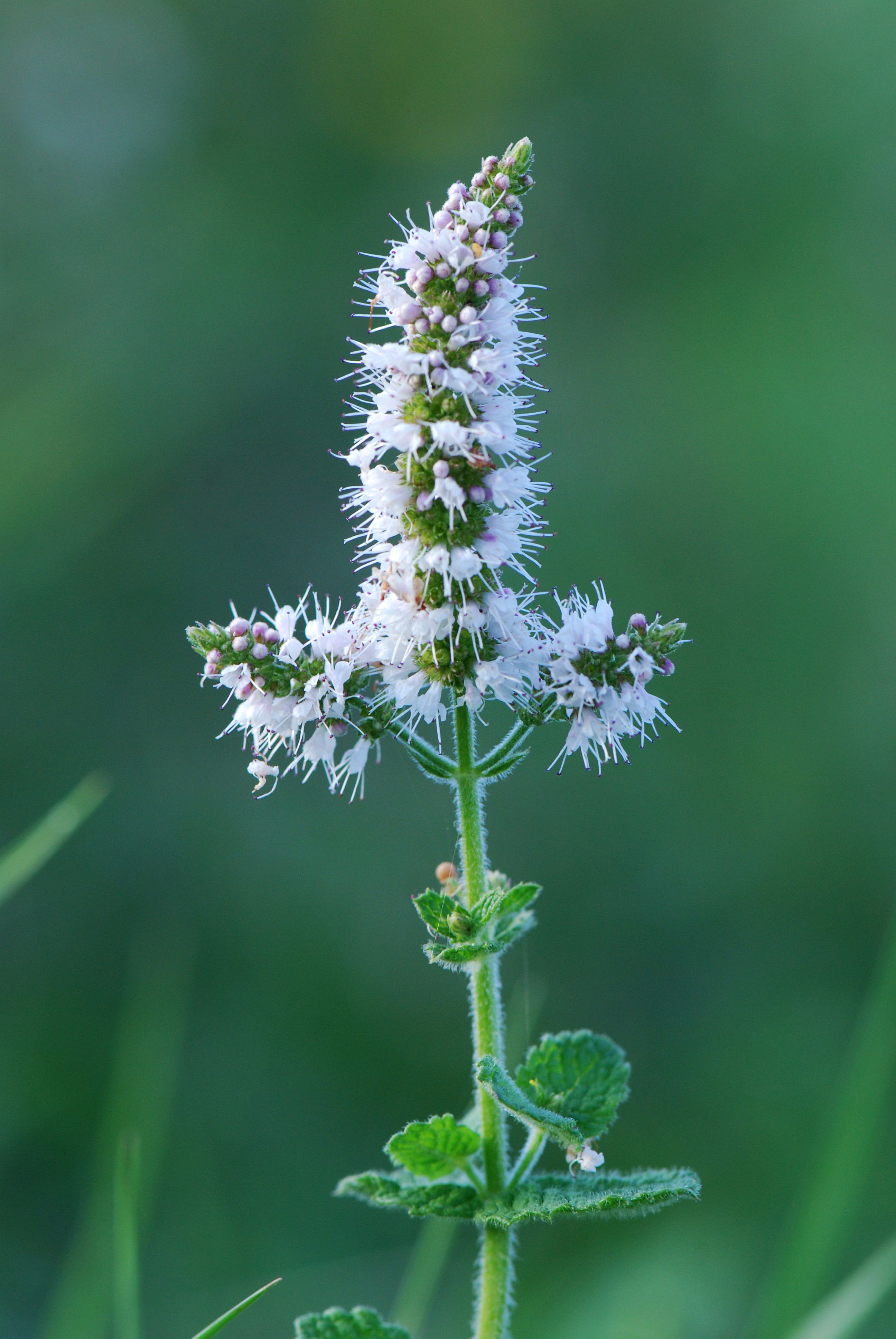 Mentha suaveolens Charente