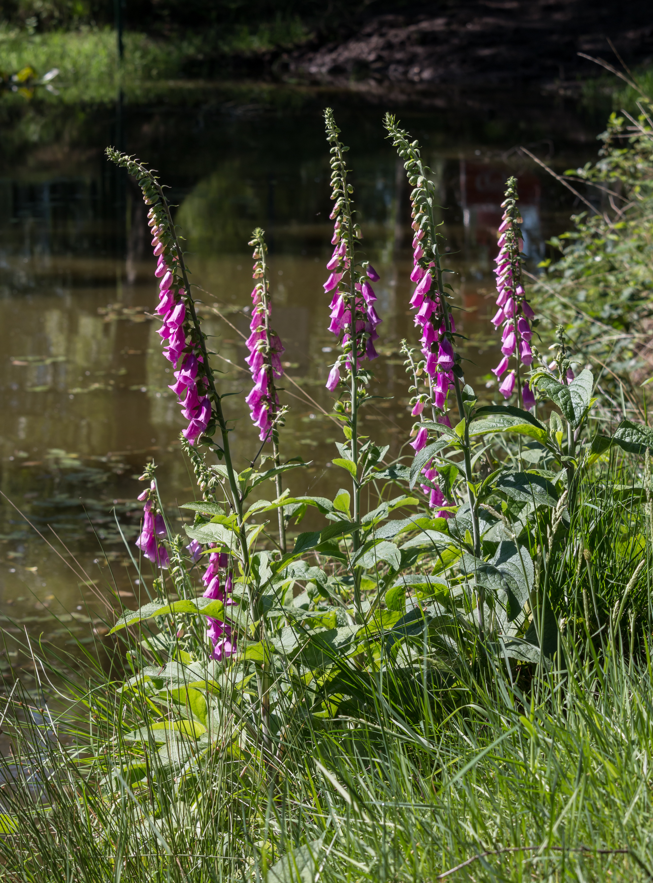 Merfeld, Wildpferdefang, Blumen an der Wildpferdebahn -- 2014 -- 0409