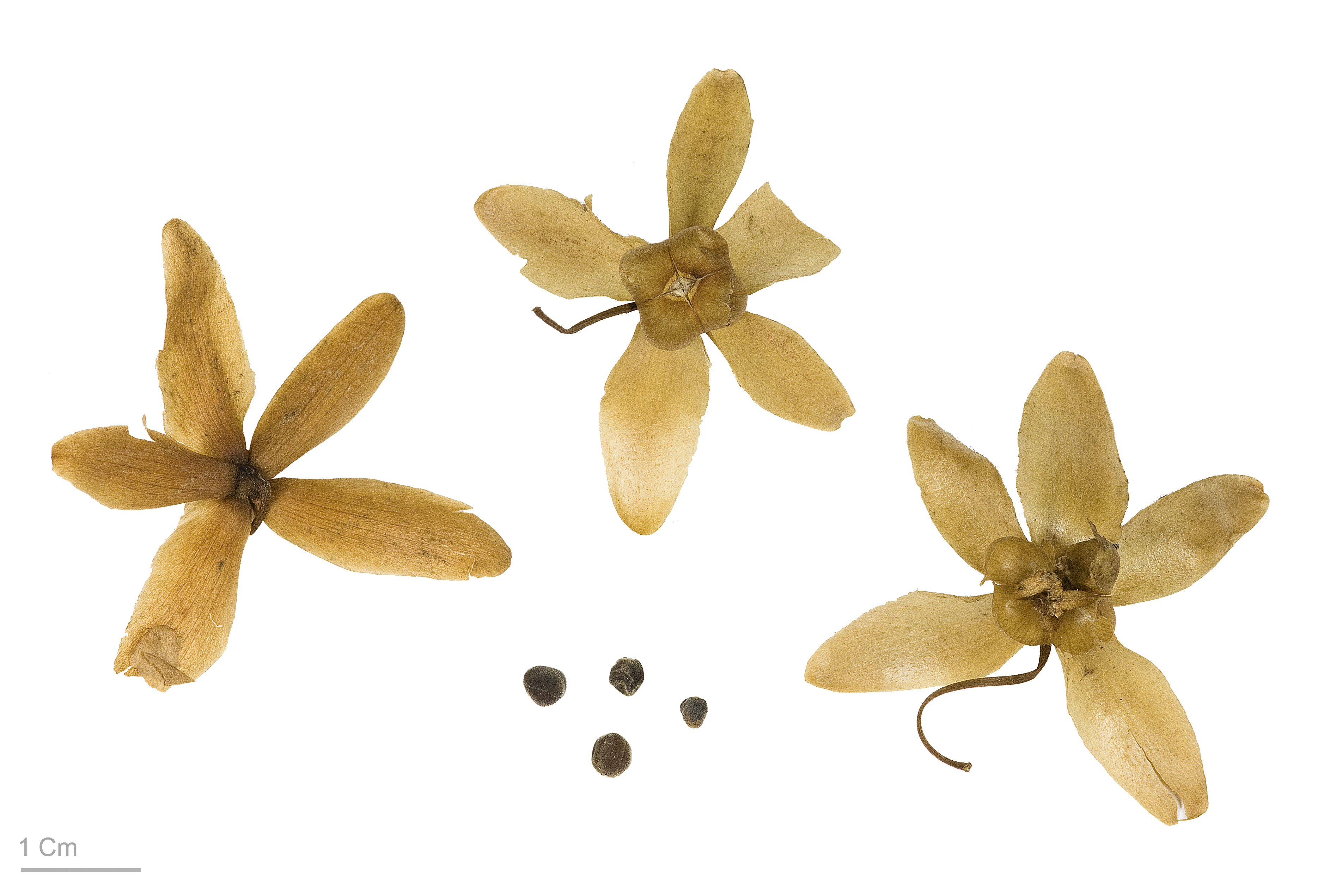 Merremia aegyptia MHNT.BOT.2009.16.8