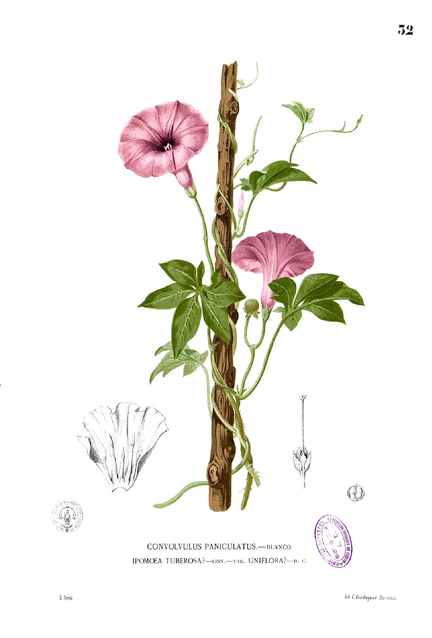 Merremia tuberosa Blanco1.32