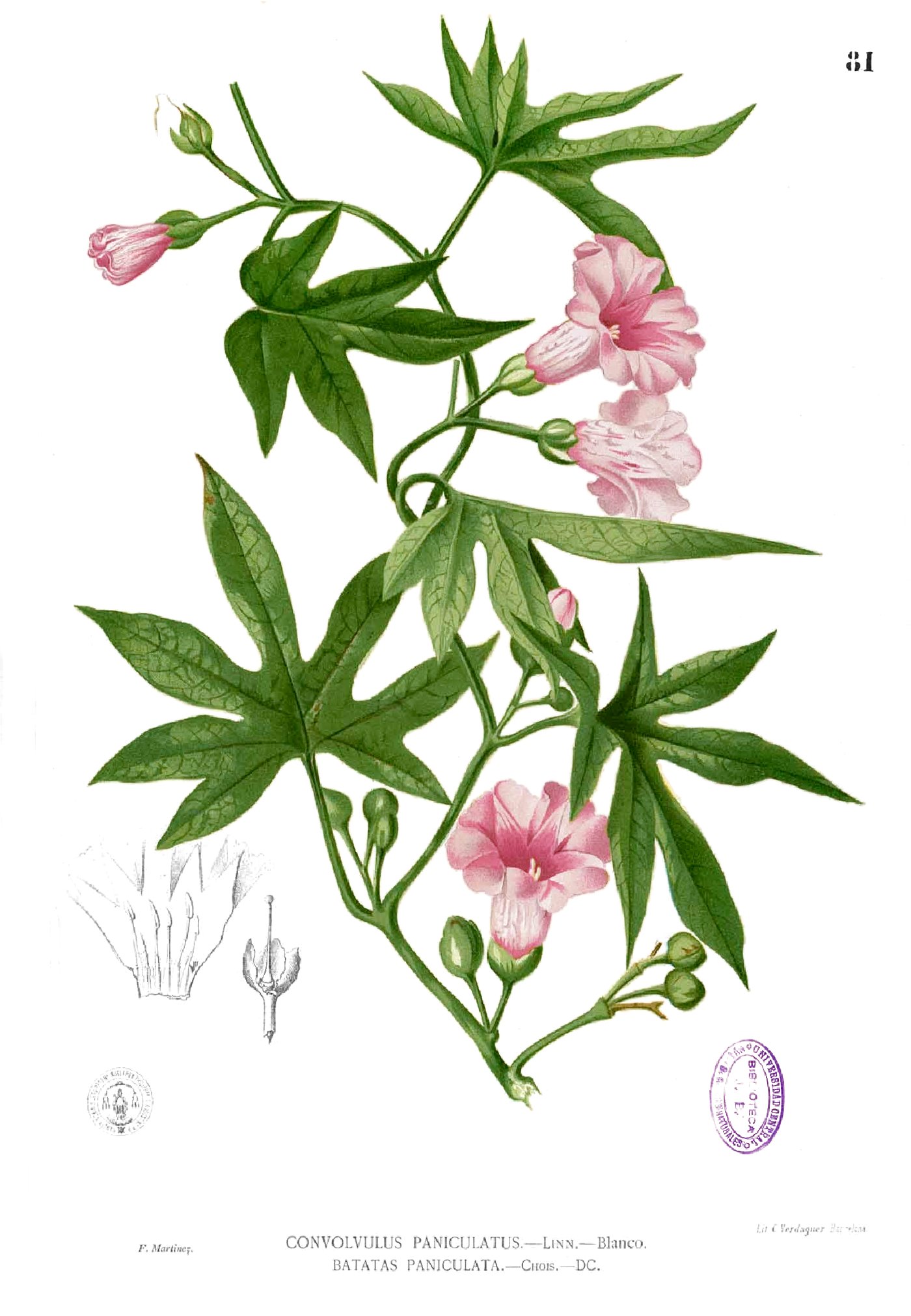 Merremia tuberosa Blanco1.81