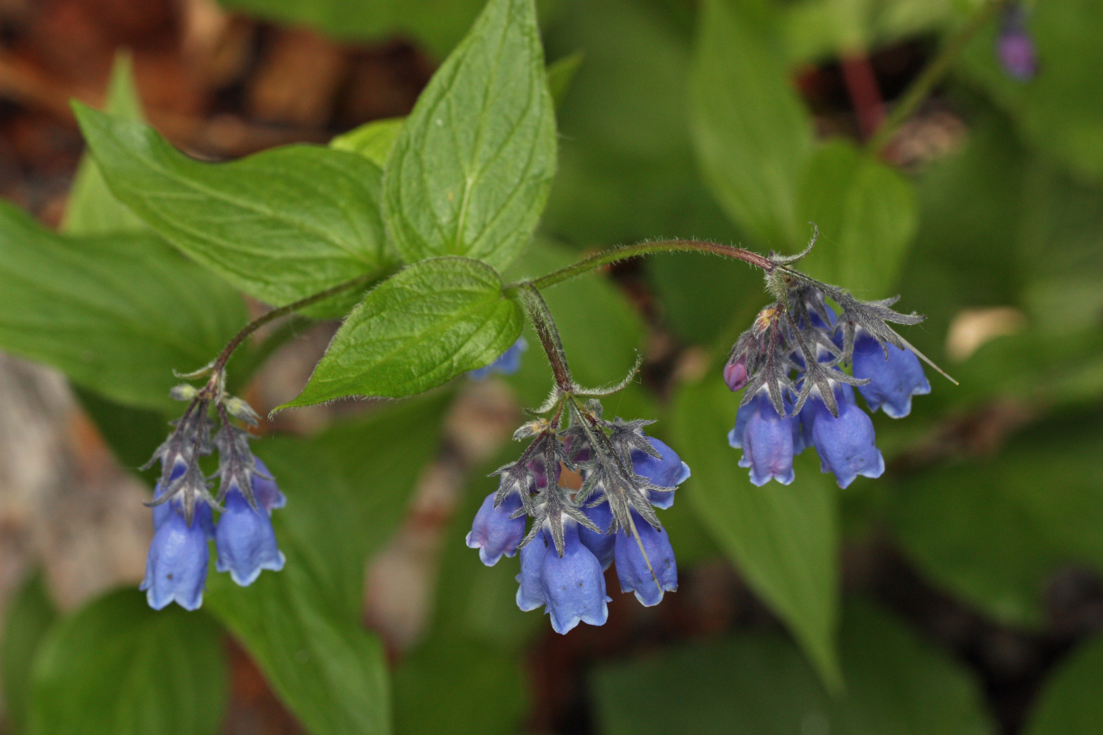Mertensia paniculata 8856