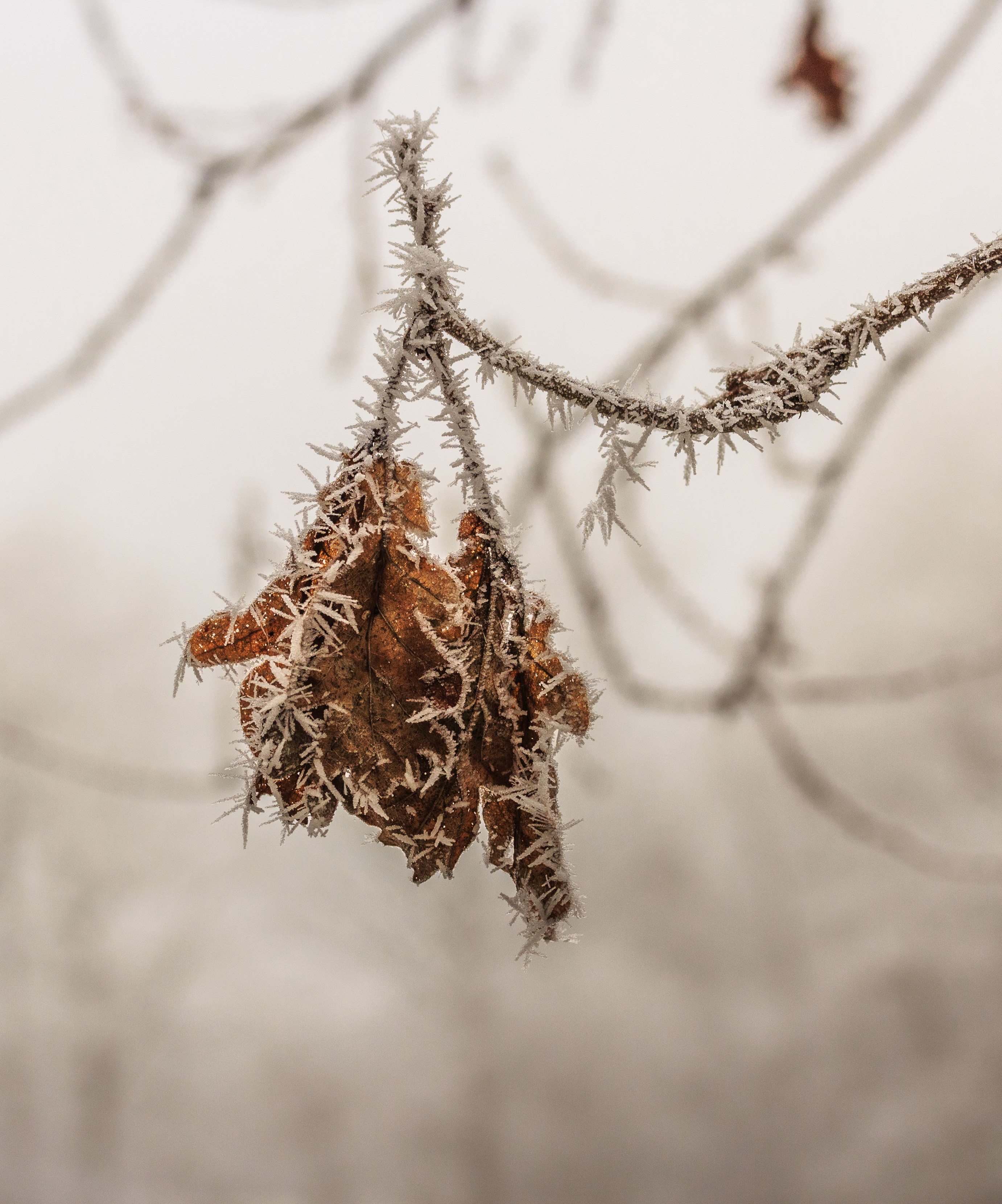 Met rijp bedekt eikenblad (Quercus) 01