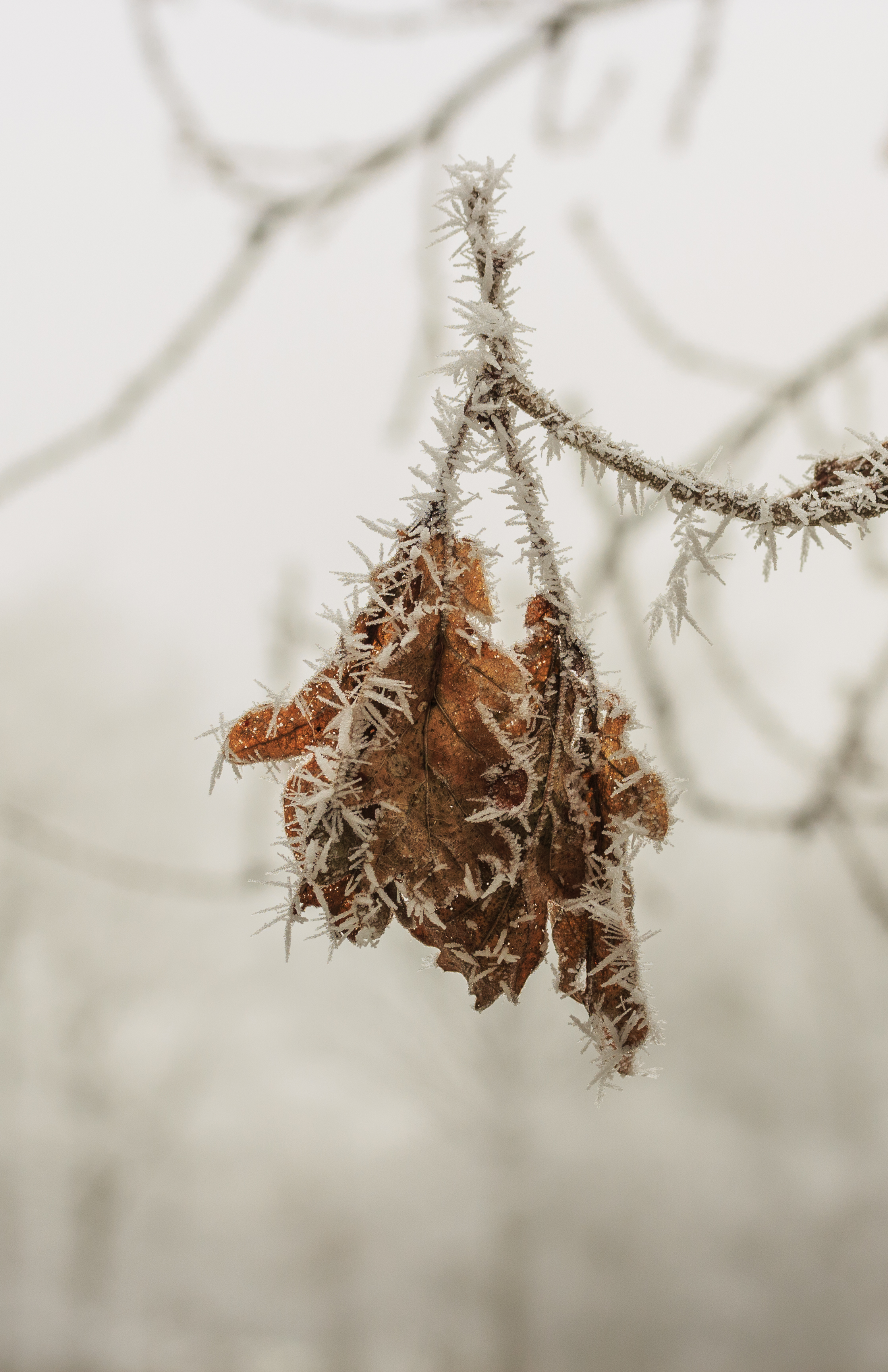 Met rijp bedekt eikenblad (Quercus) 02