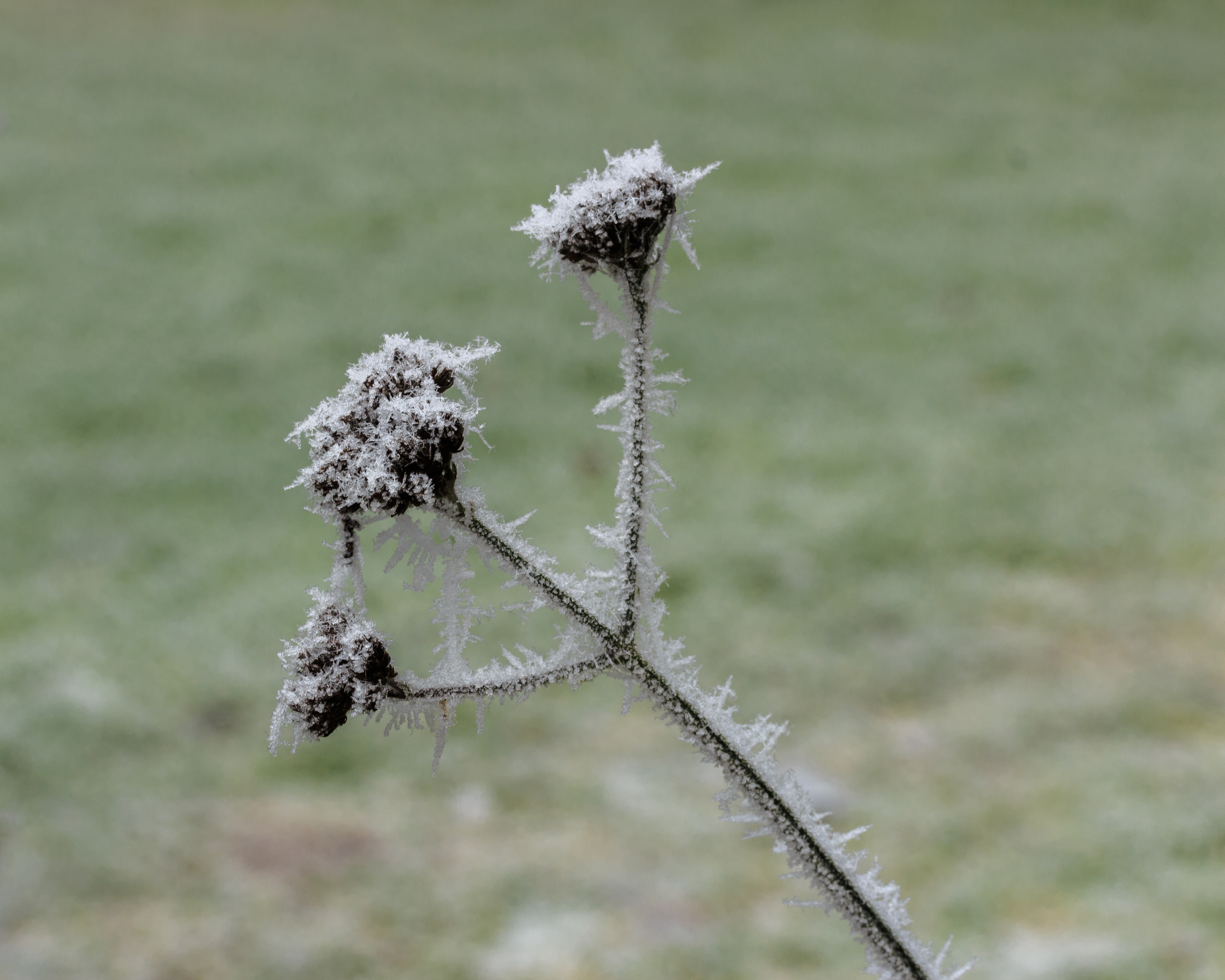 Met rijp bedekte zaden van een Verbena bonariensis