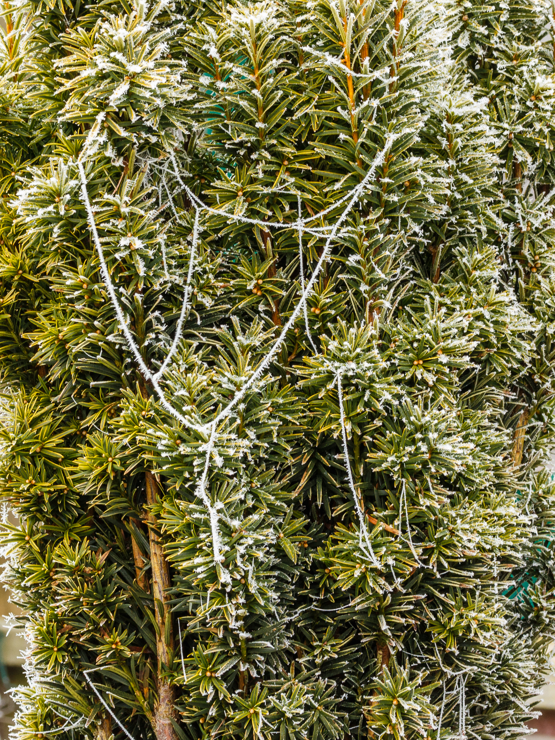 Met rijp en spinrag bedekte Taxus baccata 'Fastigiata Aurea'