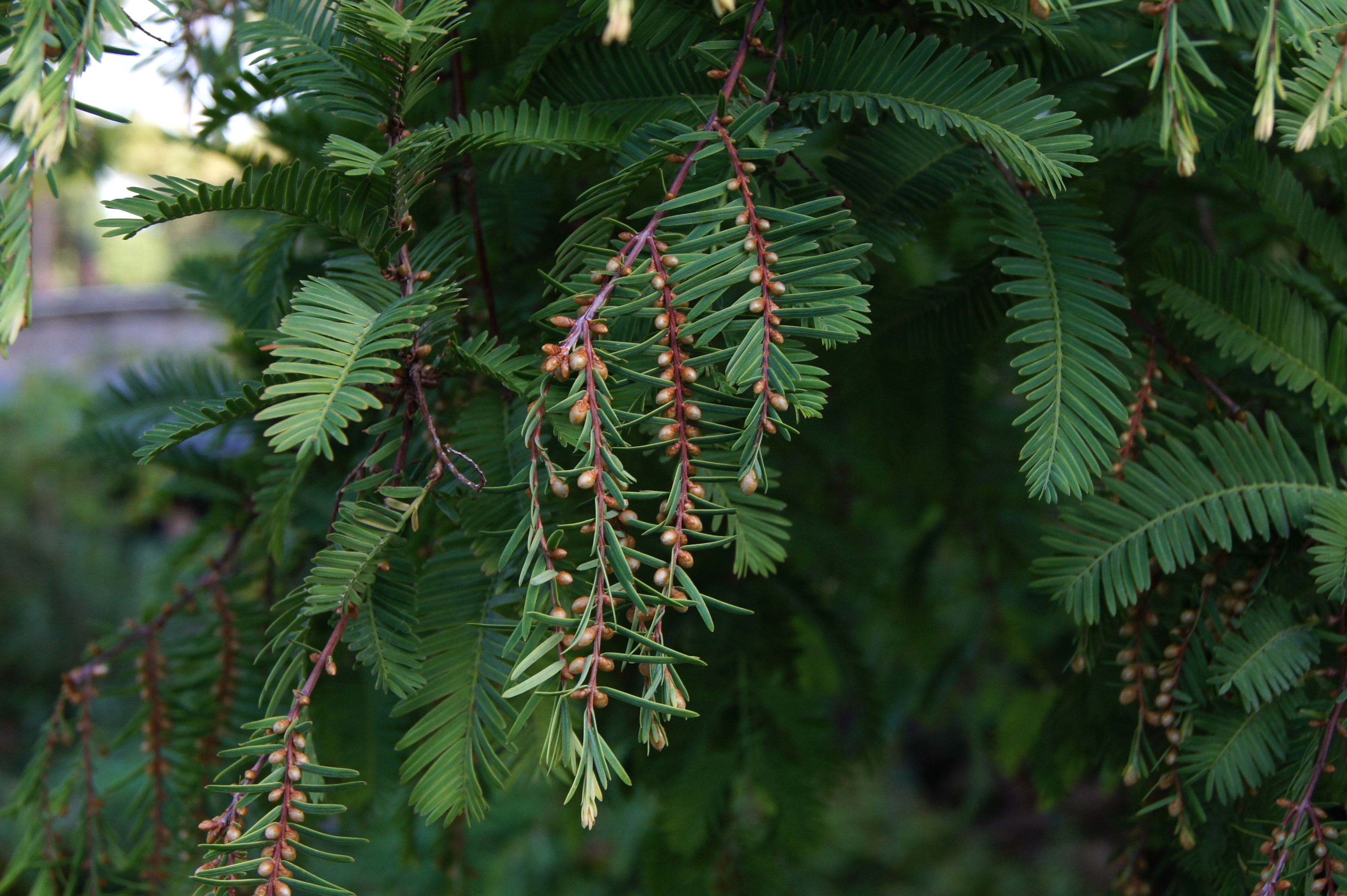 Metasequoia glyptostroboides Hu & Cheng JdP