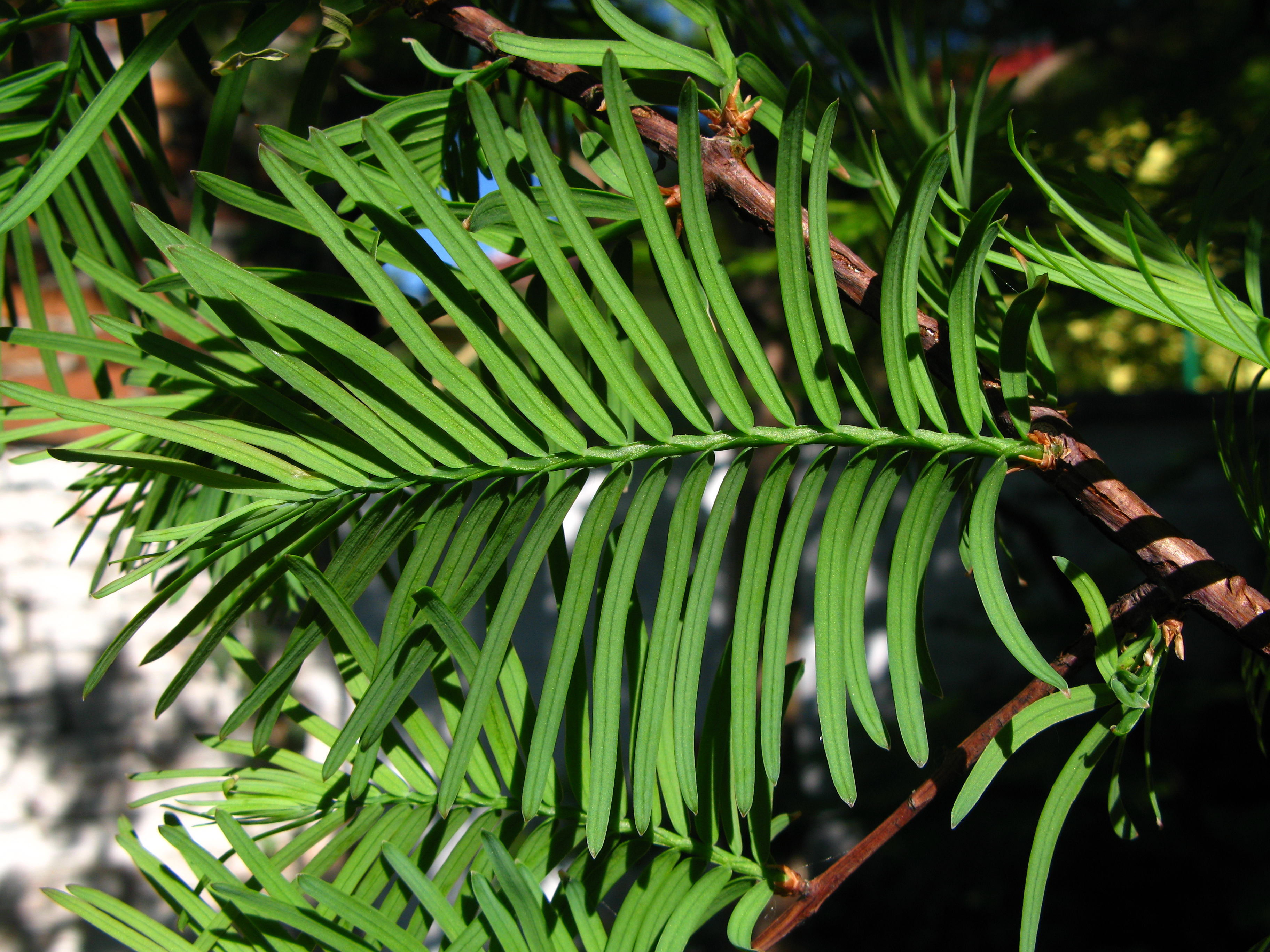 Metasequoia glyptostroboides leafs