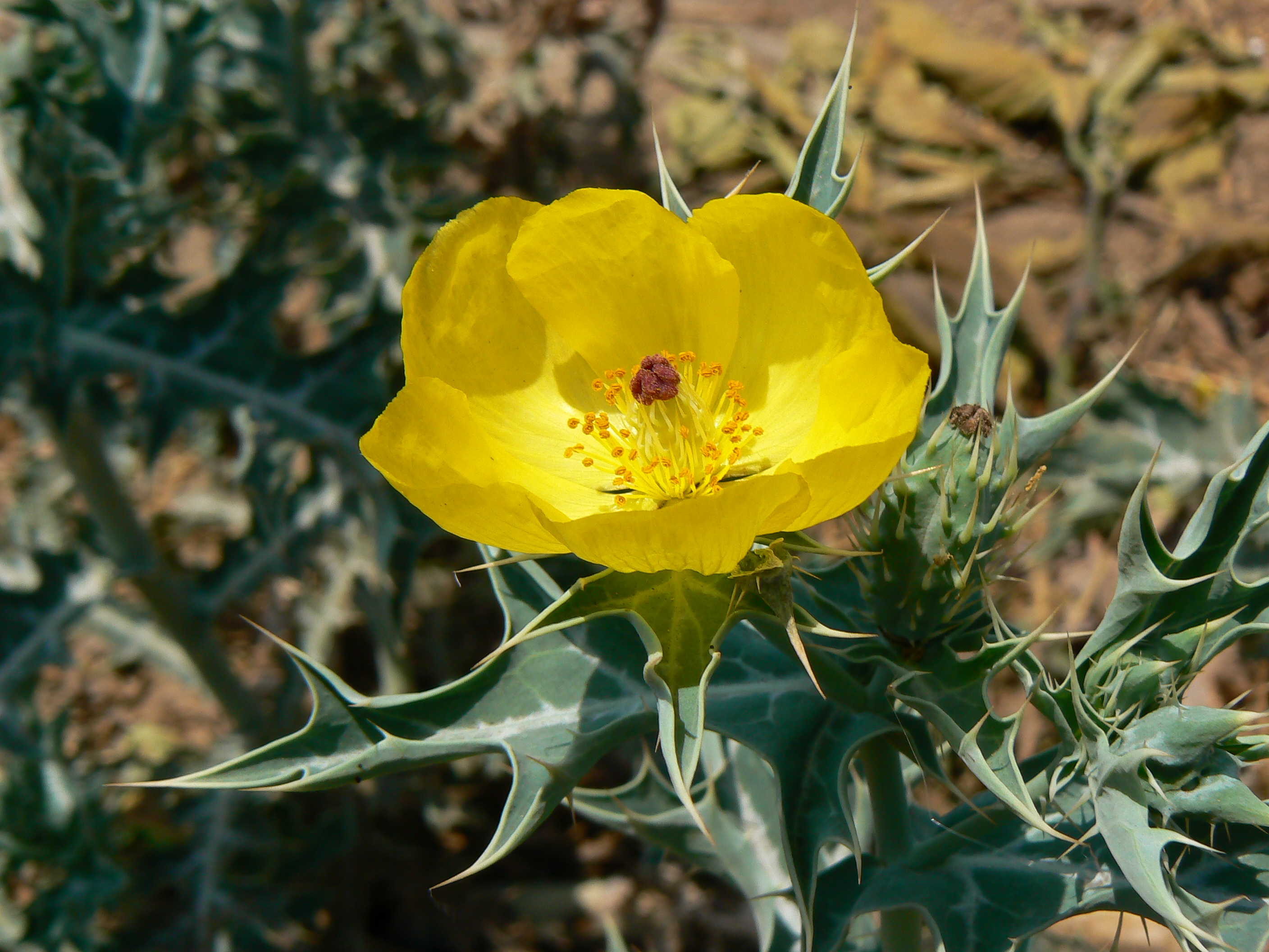 Mexcian prickly poppy (457998175)