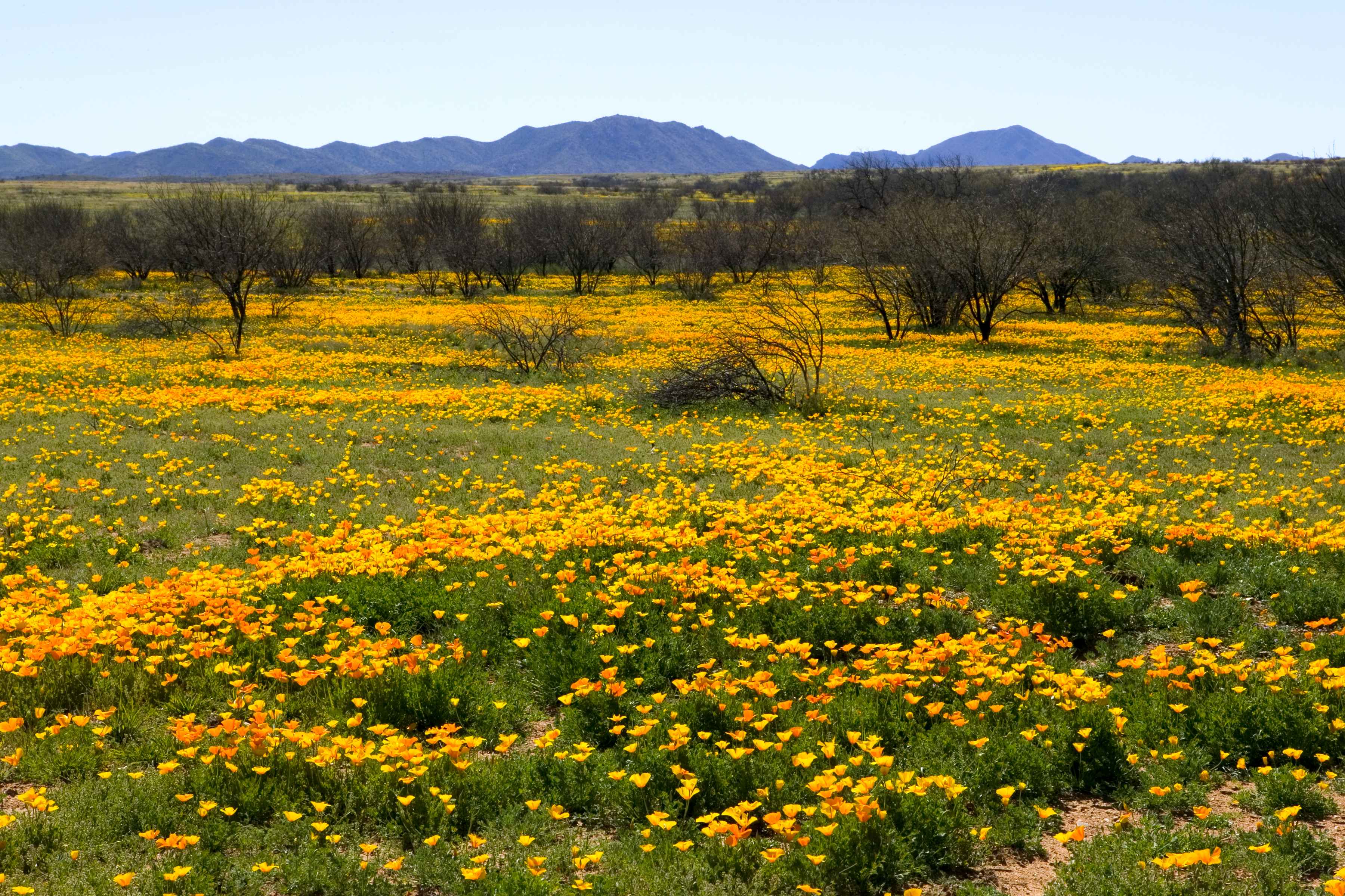Mexican poppy field