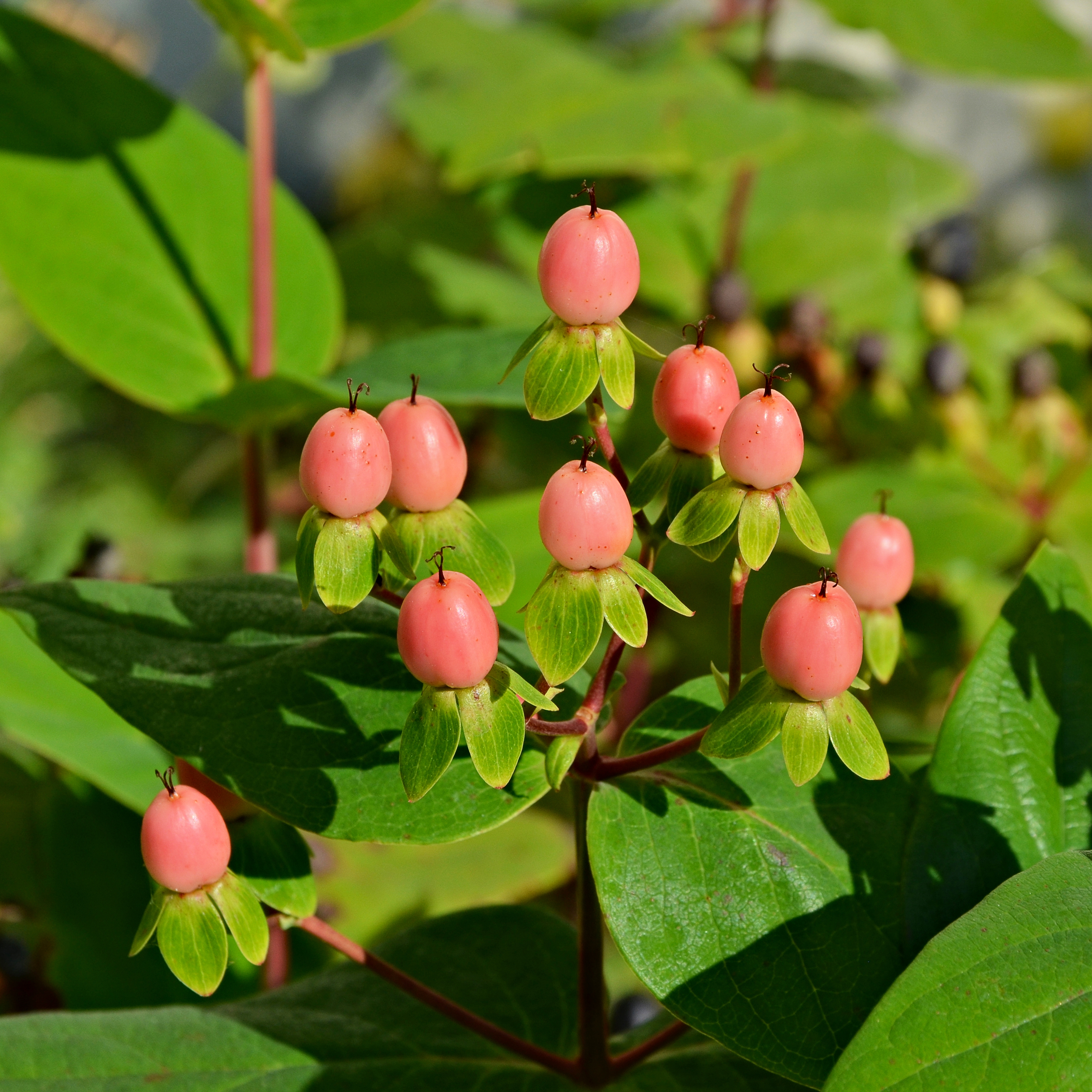 Millepertuis androsème fruits2 FR 2014