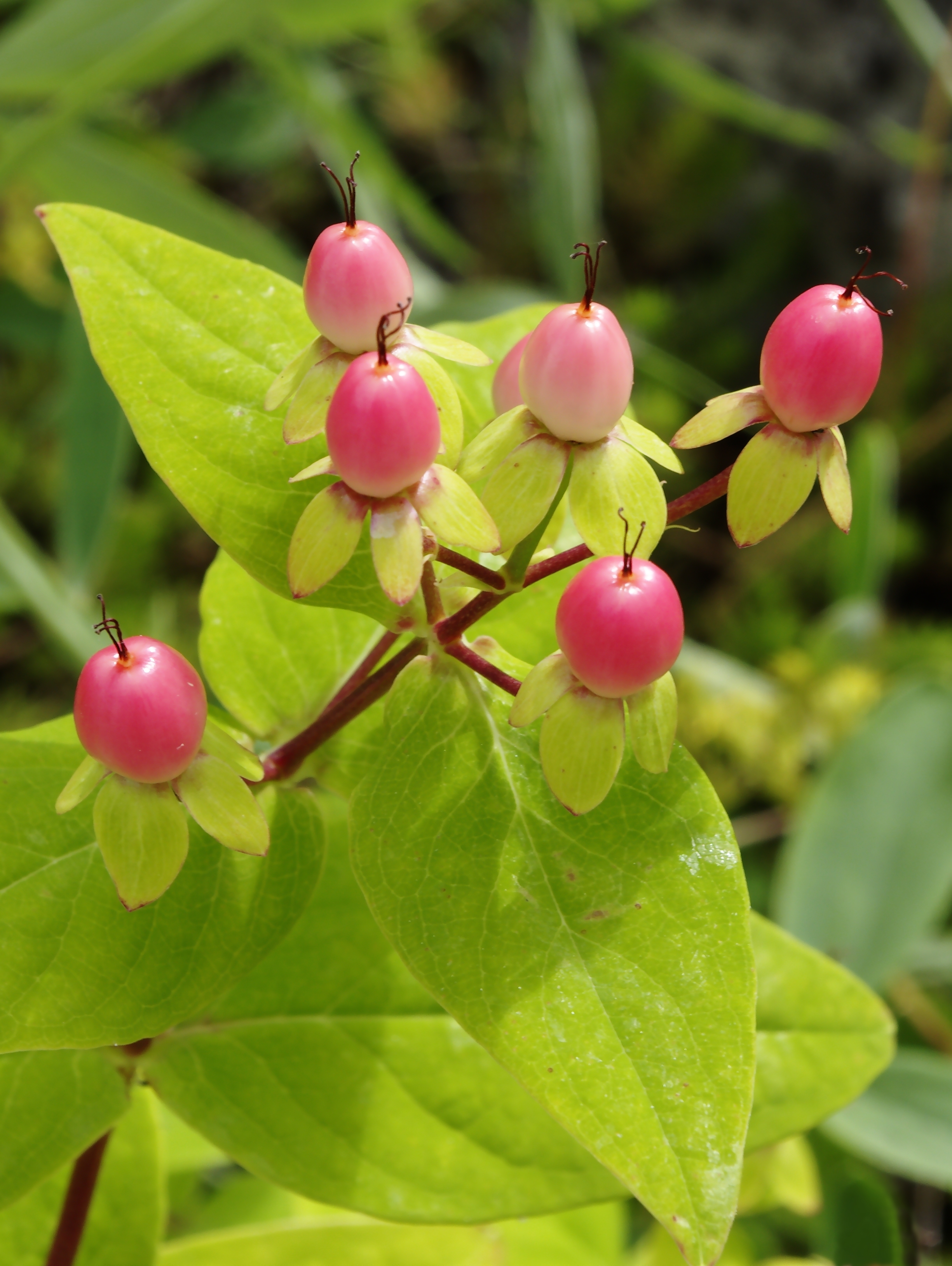 Millepertuis androsème Fruits FR 2012