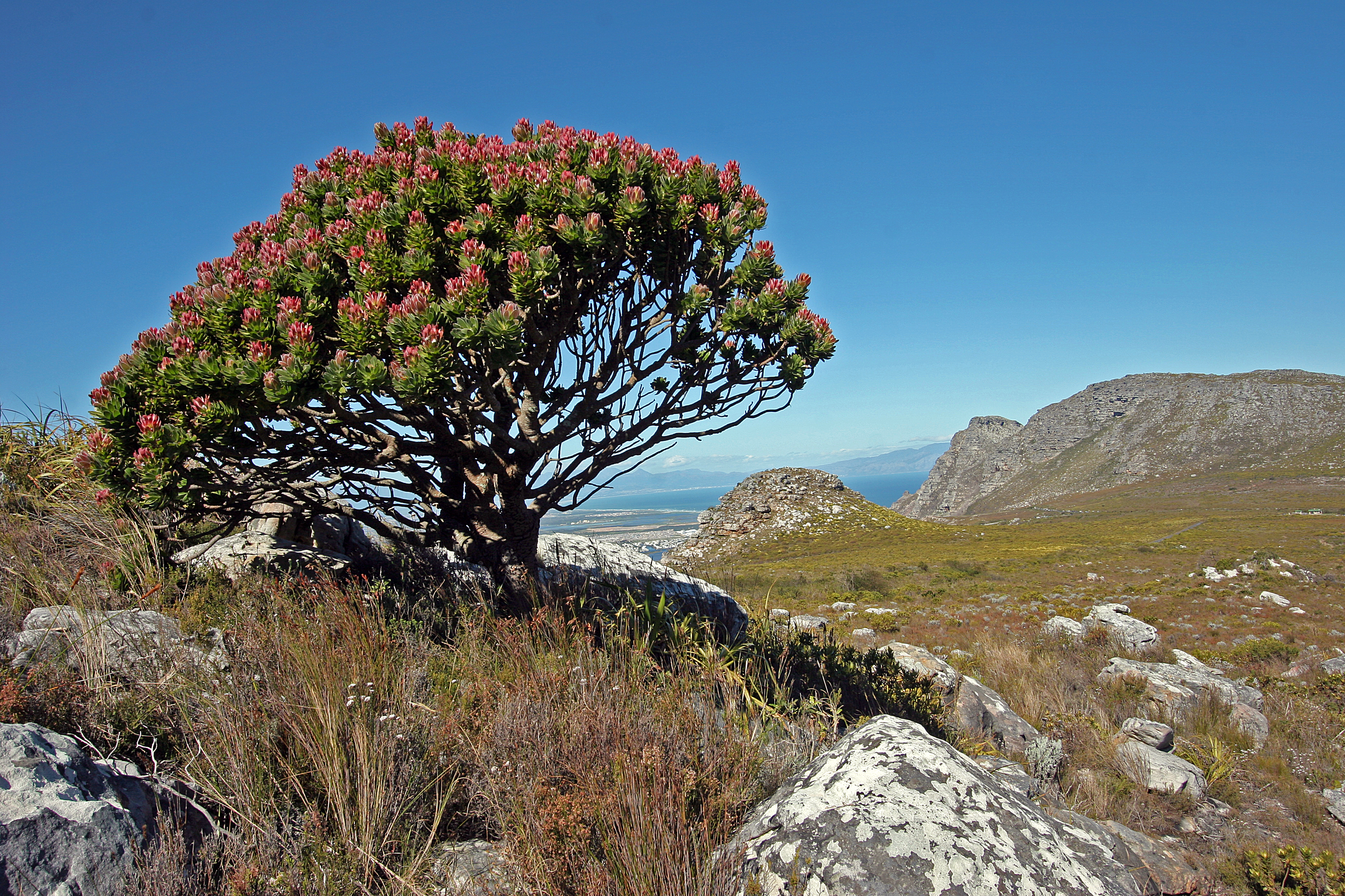 Mimetes fimbriifolius 20D 5124
