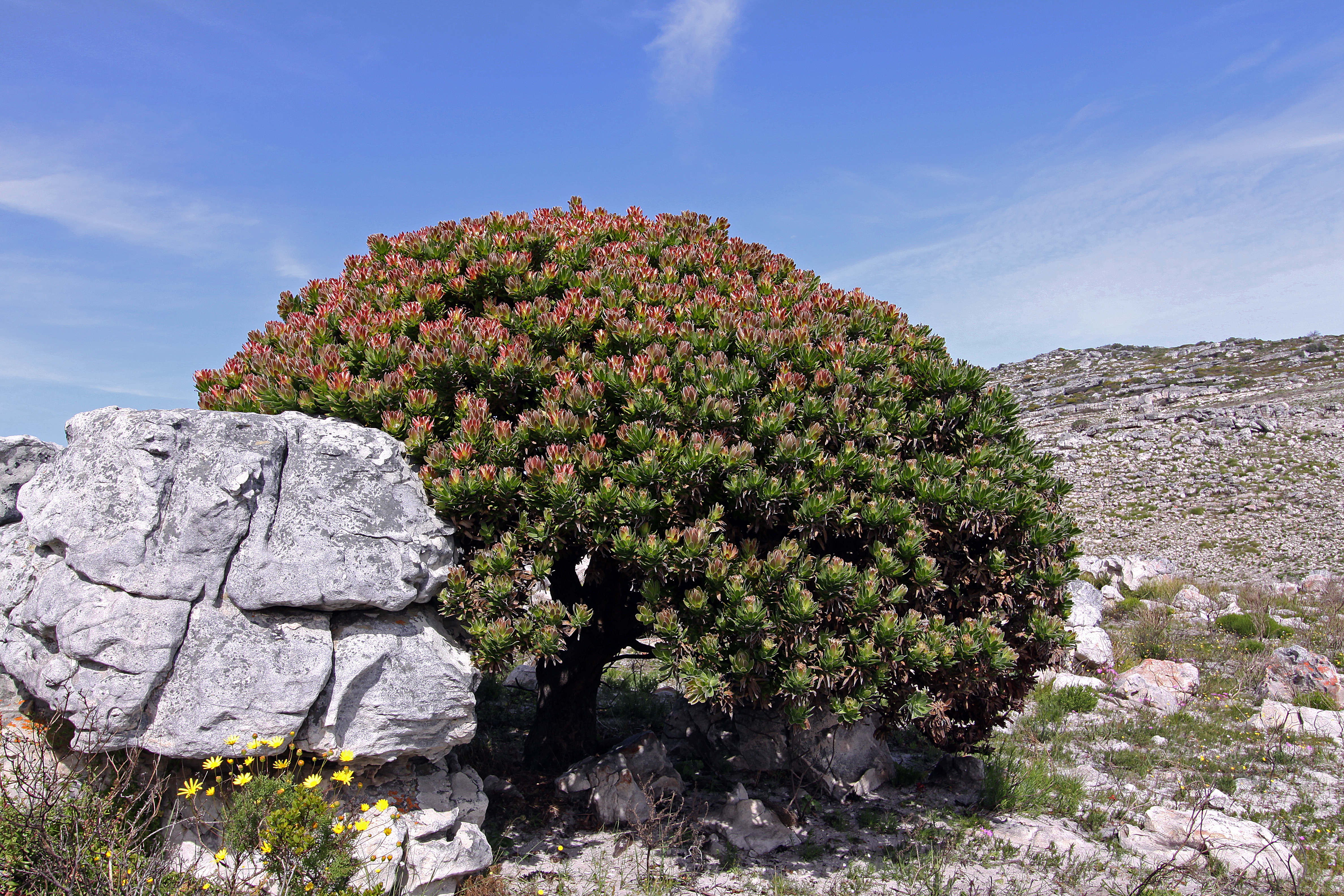 Mimetes fimbriifolius 50D 2547