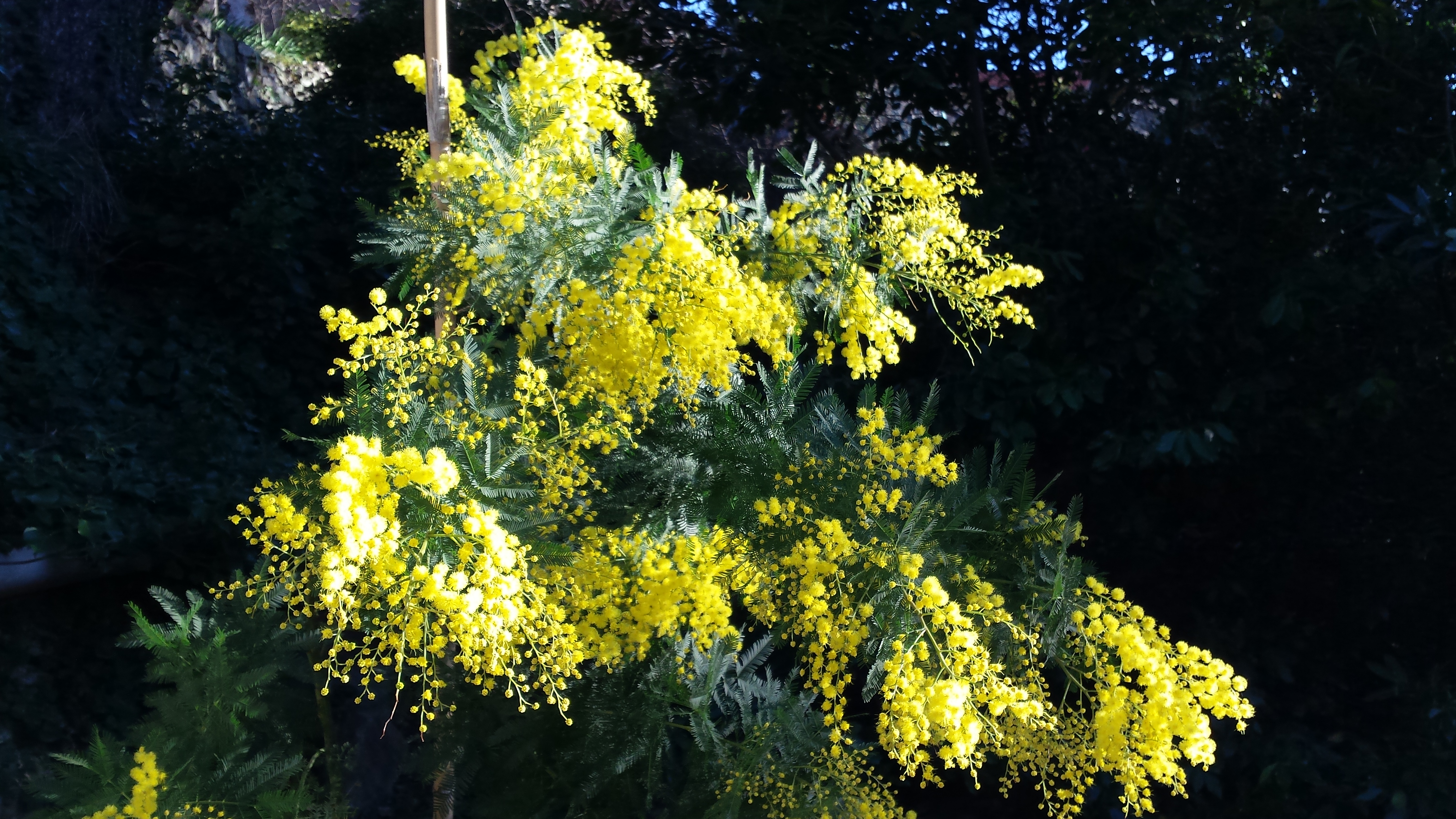 Mimosa2