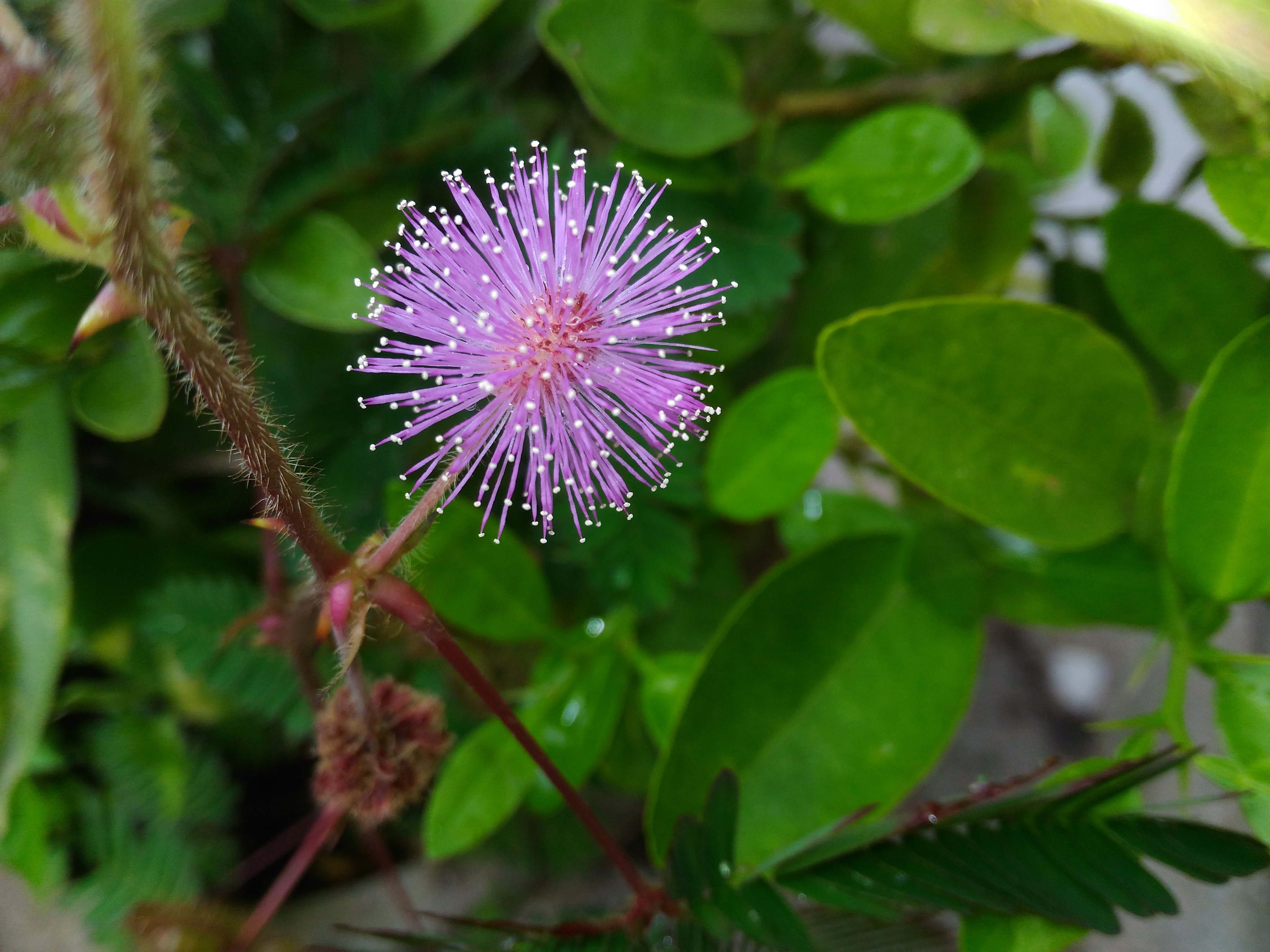 Mimosa (20160821)