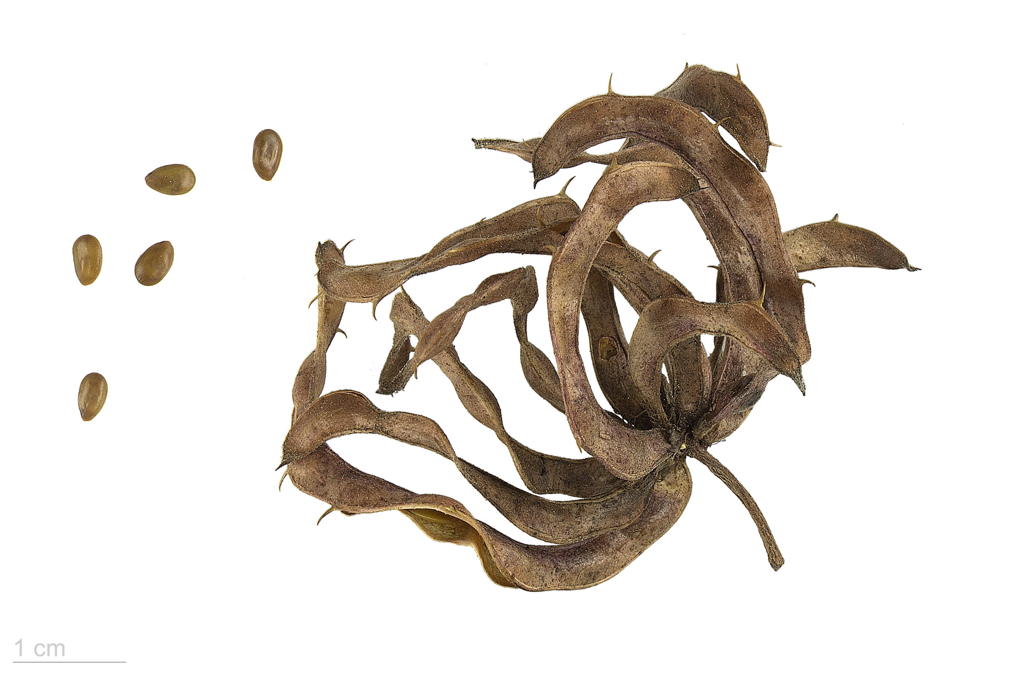 Mimosa aculeaticarpa MHNT.BOT.2015.2.10