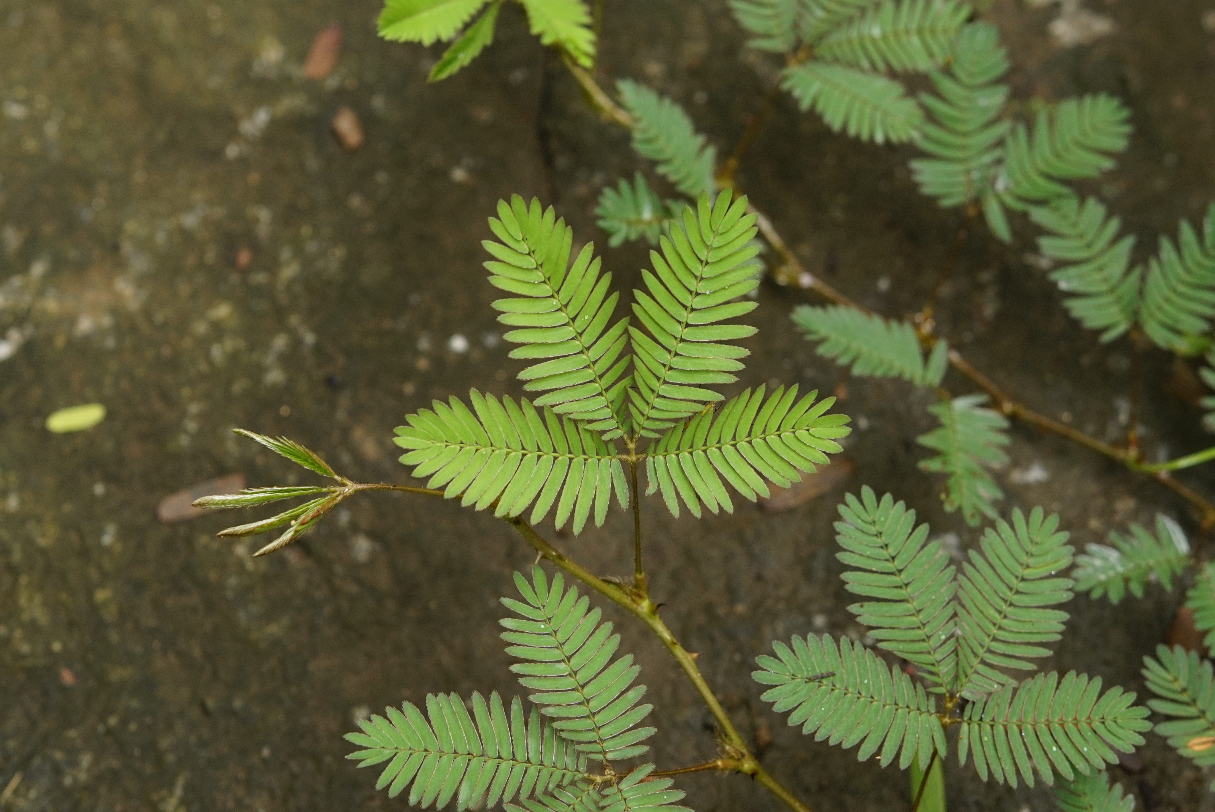 Mimosa pudica 6913