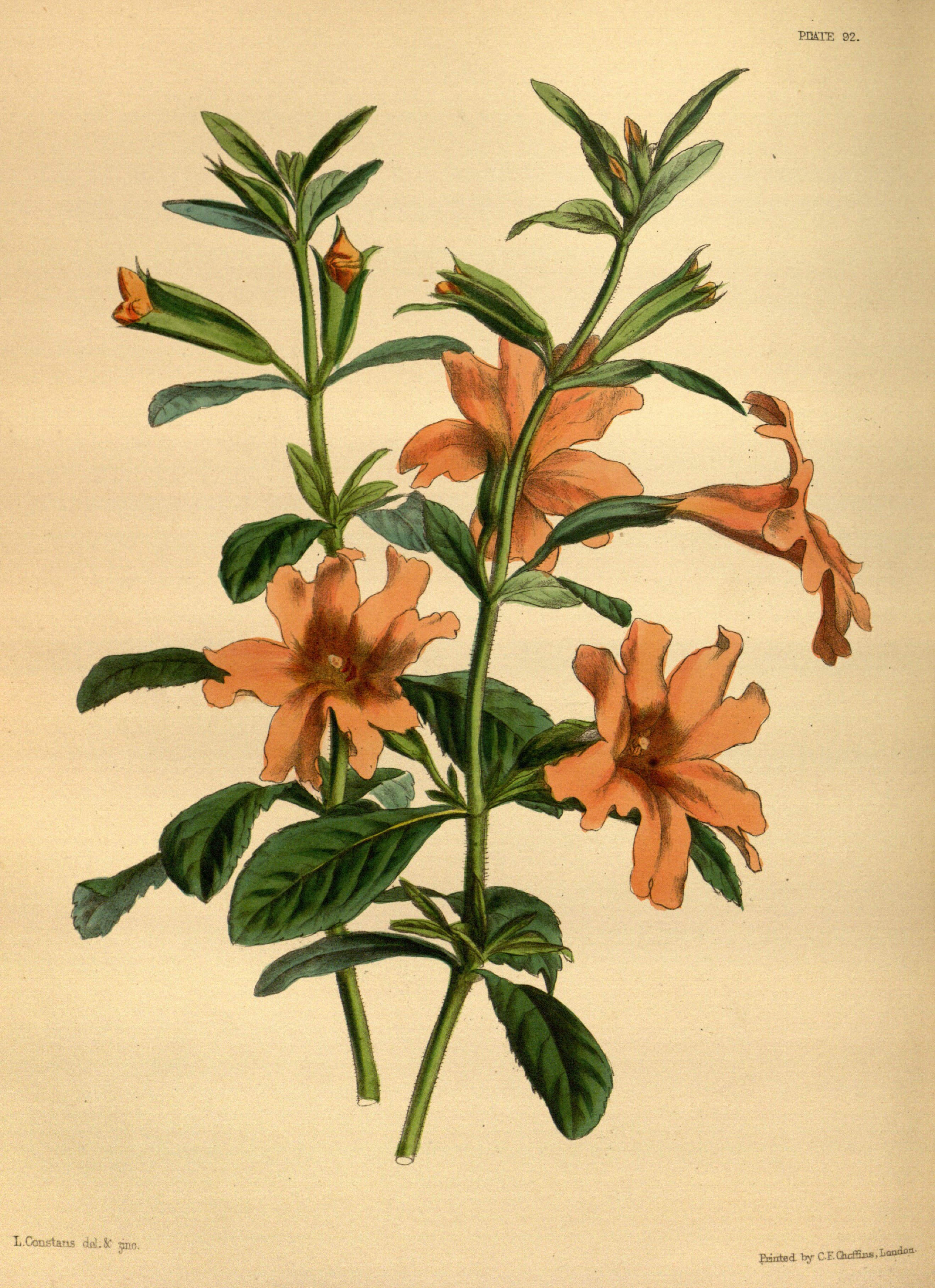 Mimulus aurantiacus cv Pxton 092