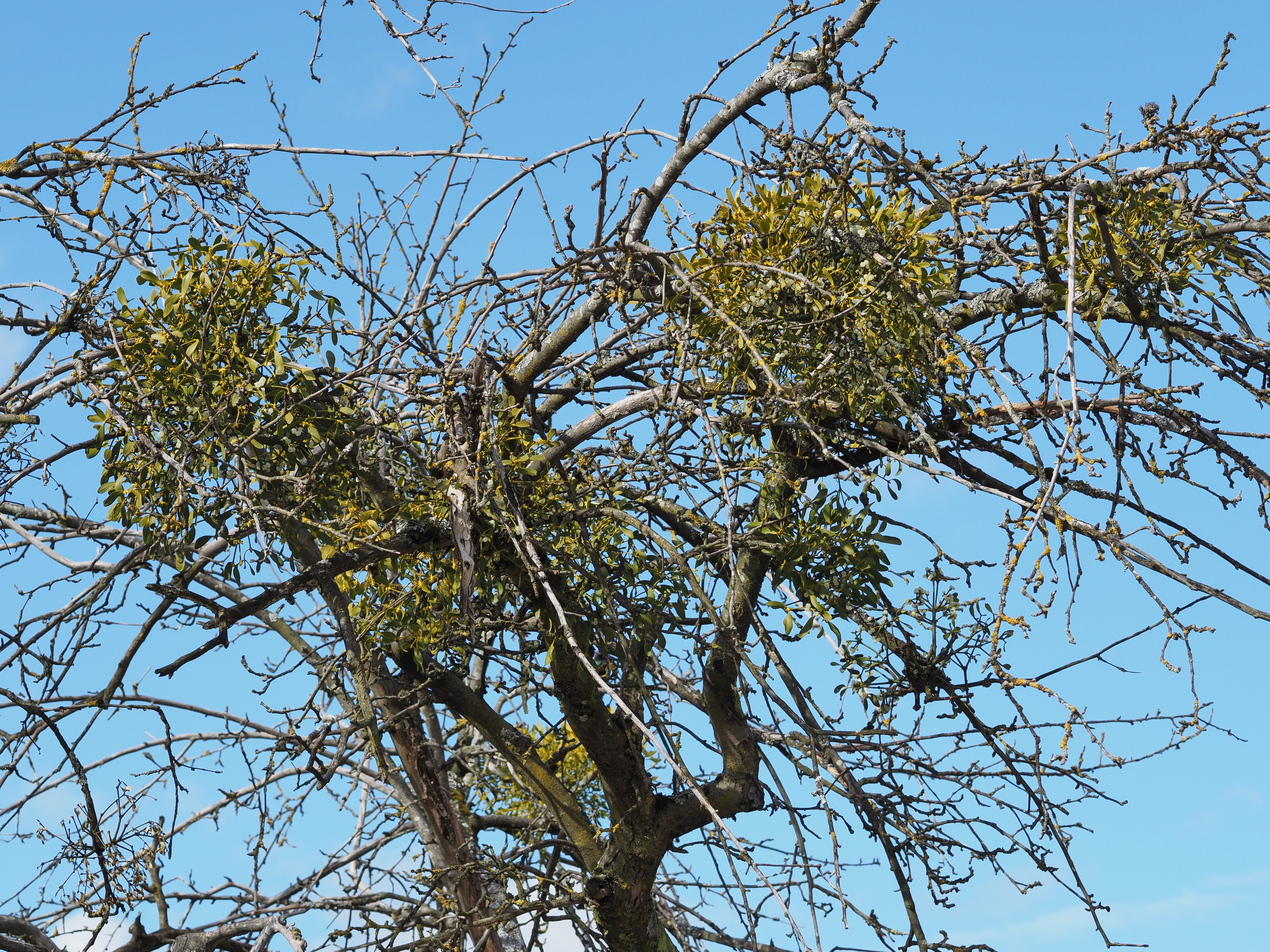 Mistletoe-apple-tree