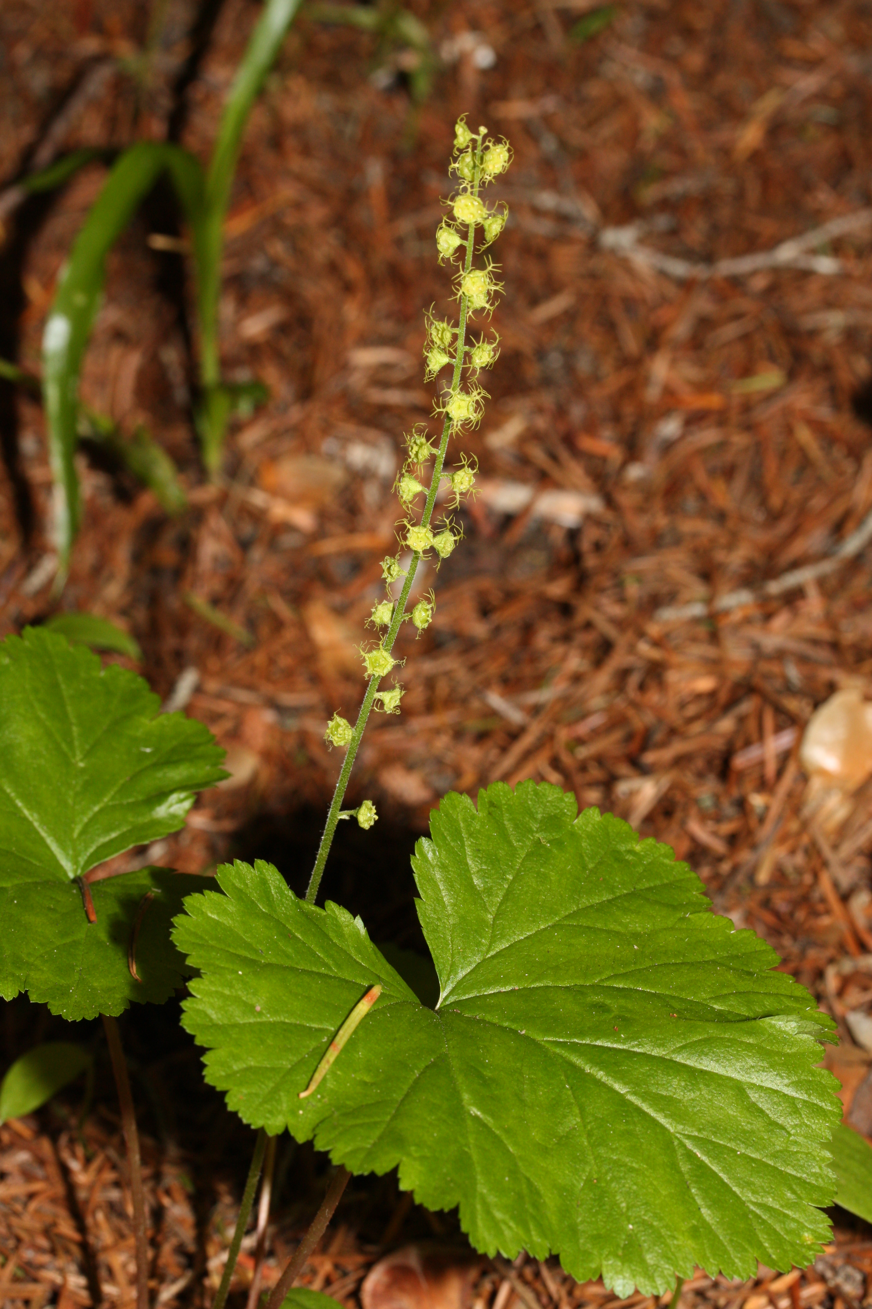 Mitella breweri 1317