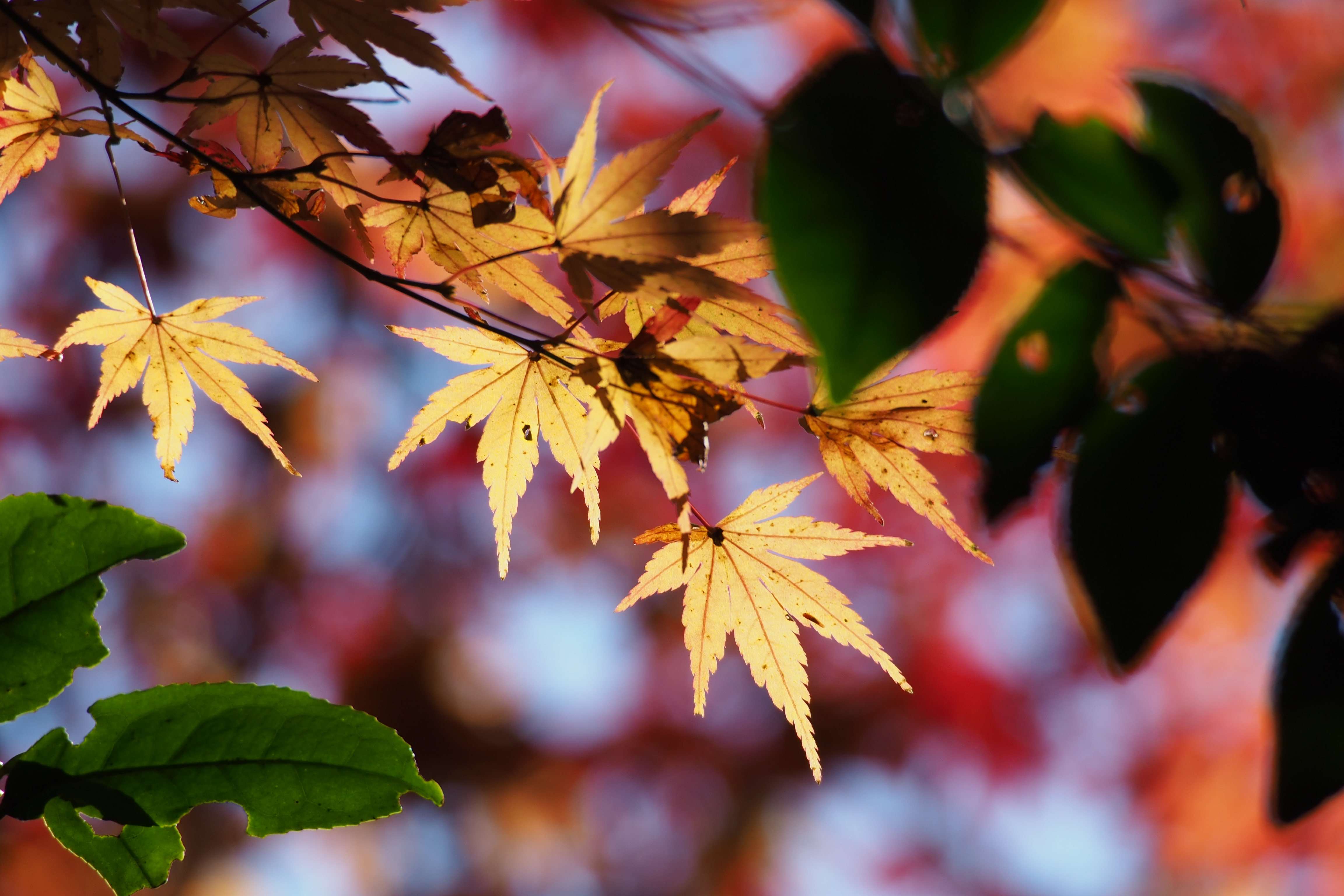 Momiji (23974579180)