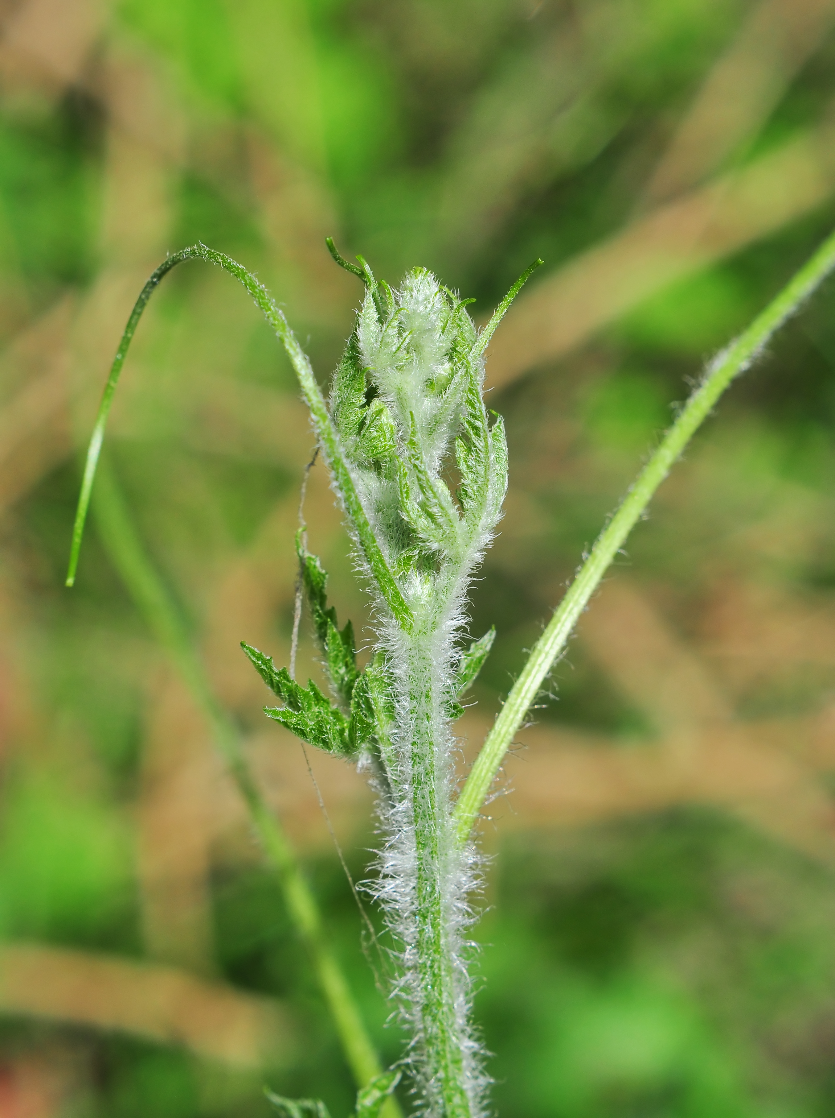 Momordica charantia 22042014 (2)